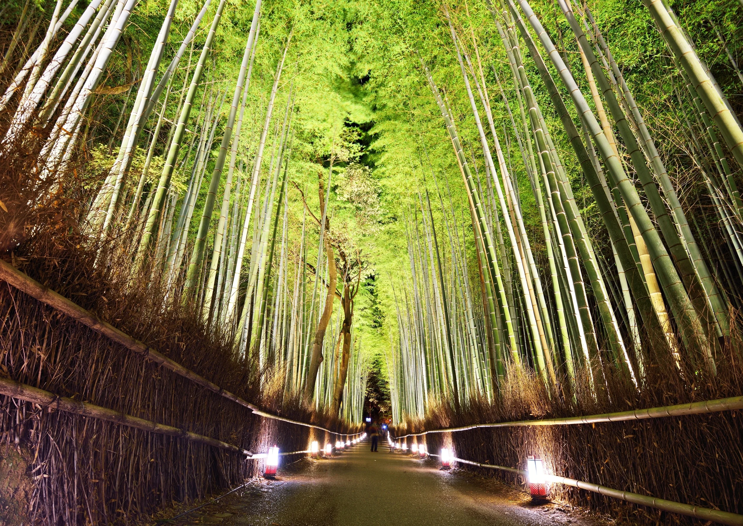 Bamboo Forest of Kyoto Japan