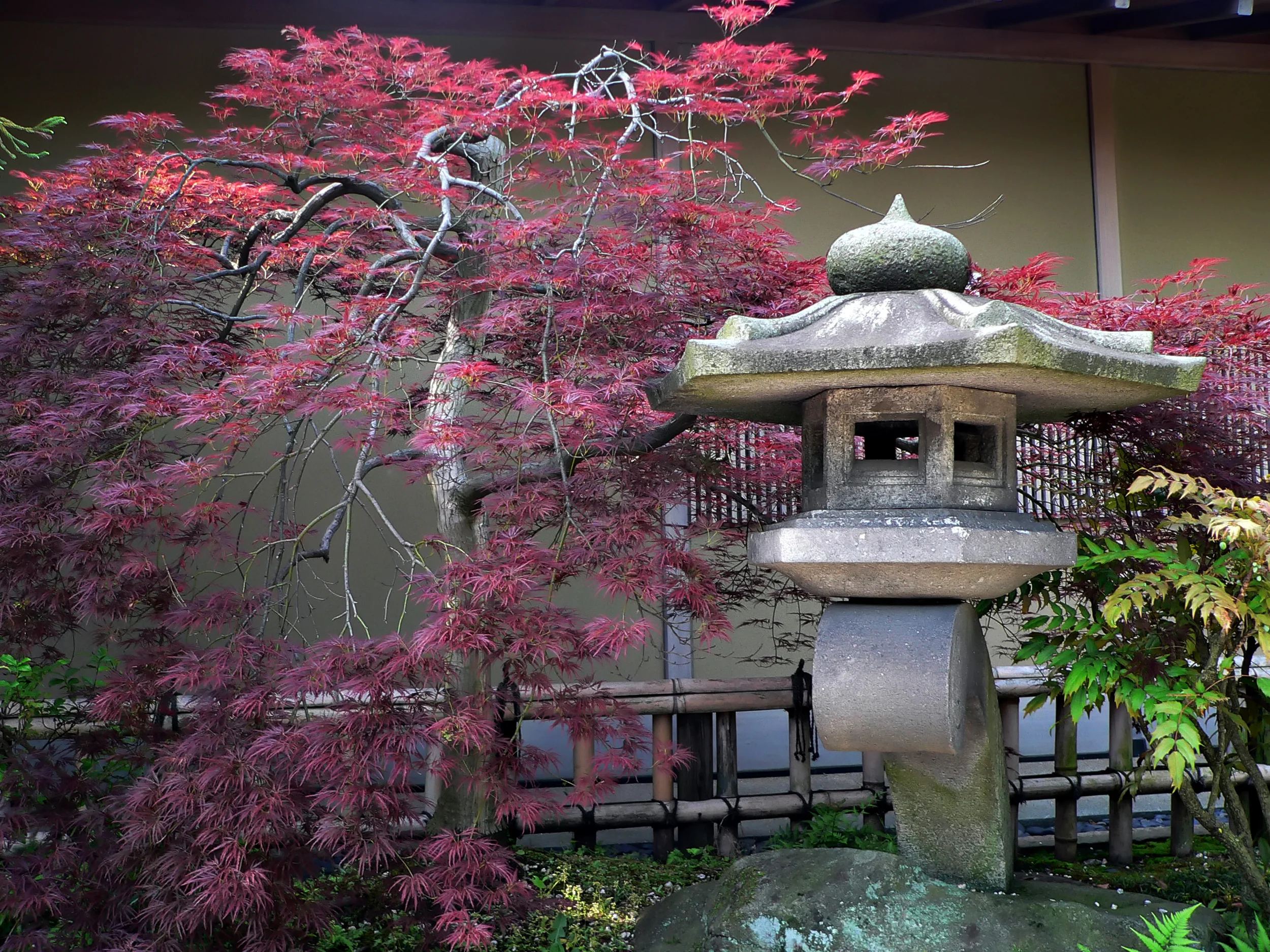 Japanese Maple Tree