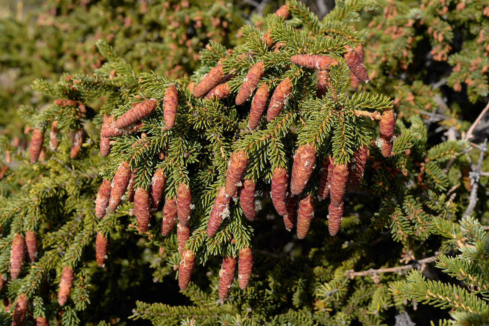 sitka_spruce.jpg