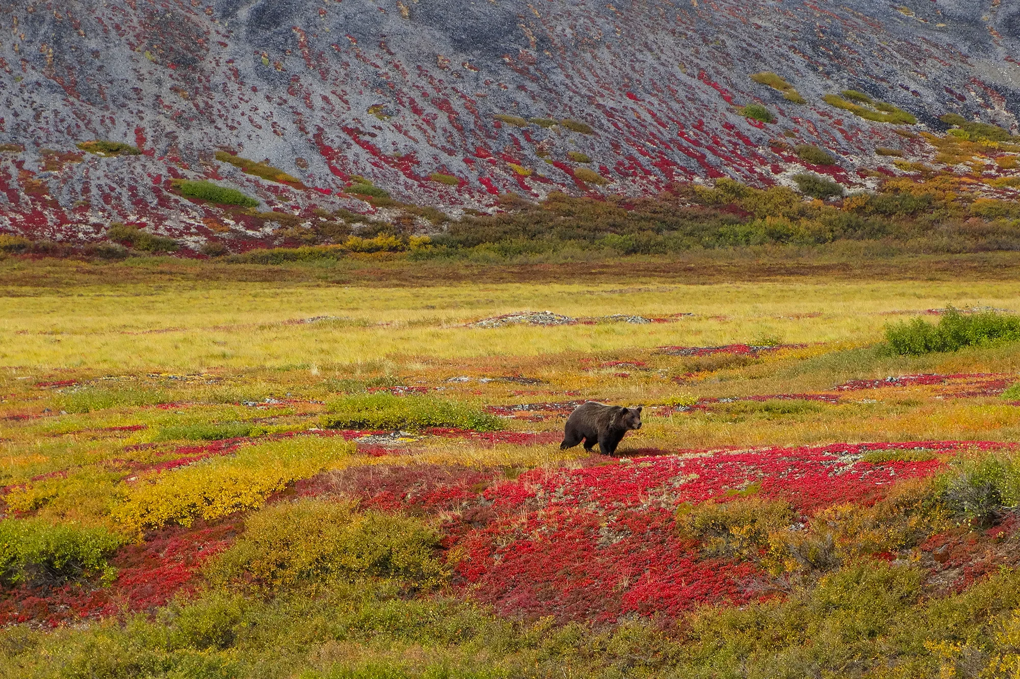 grizzly.jpg