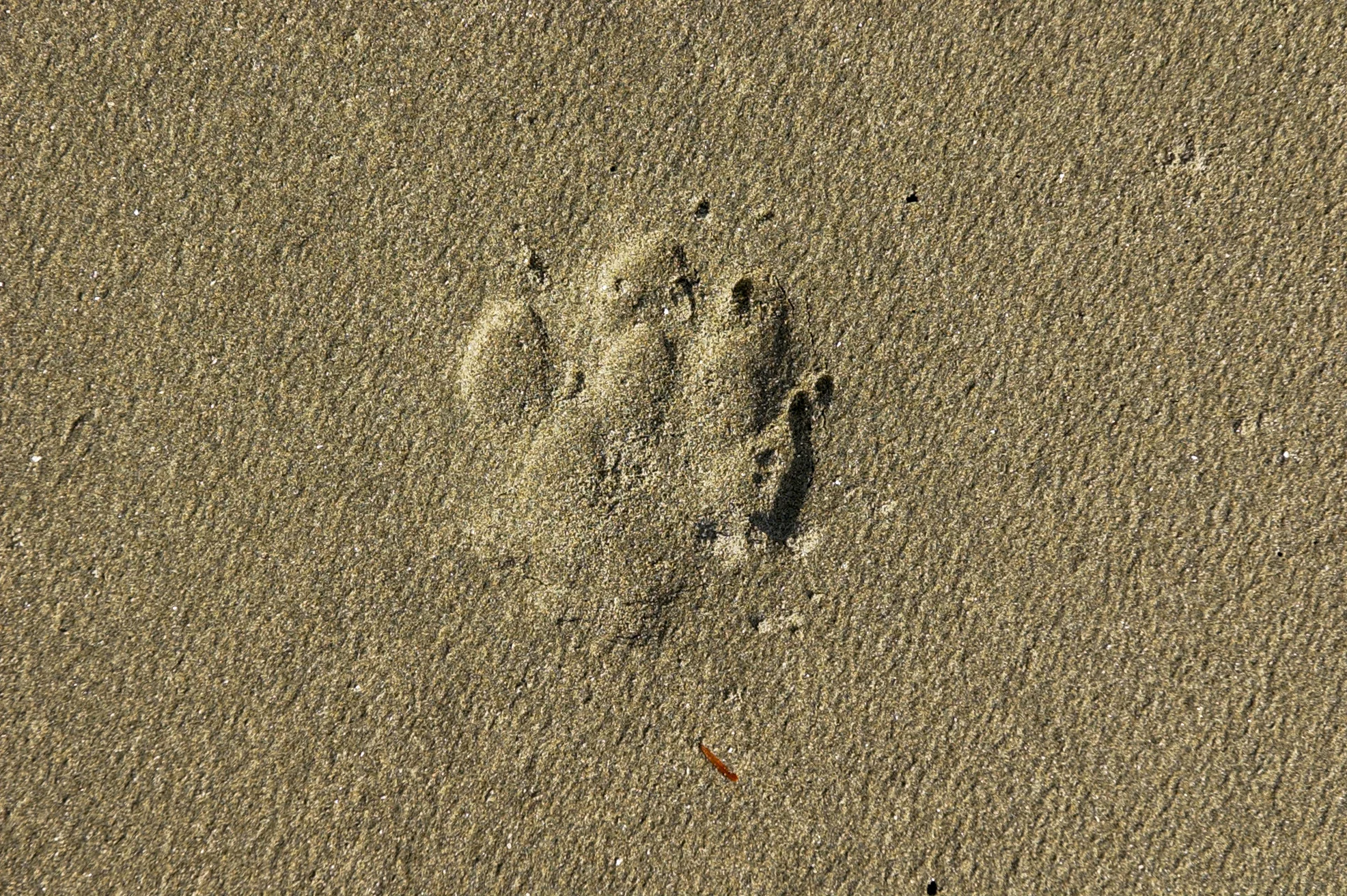 wolf_print.jpg