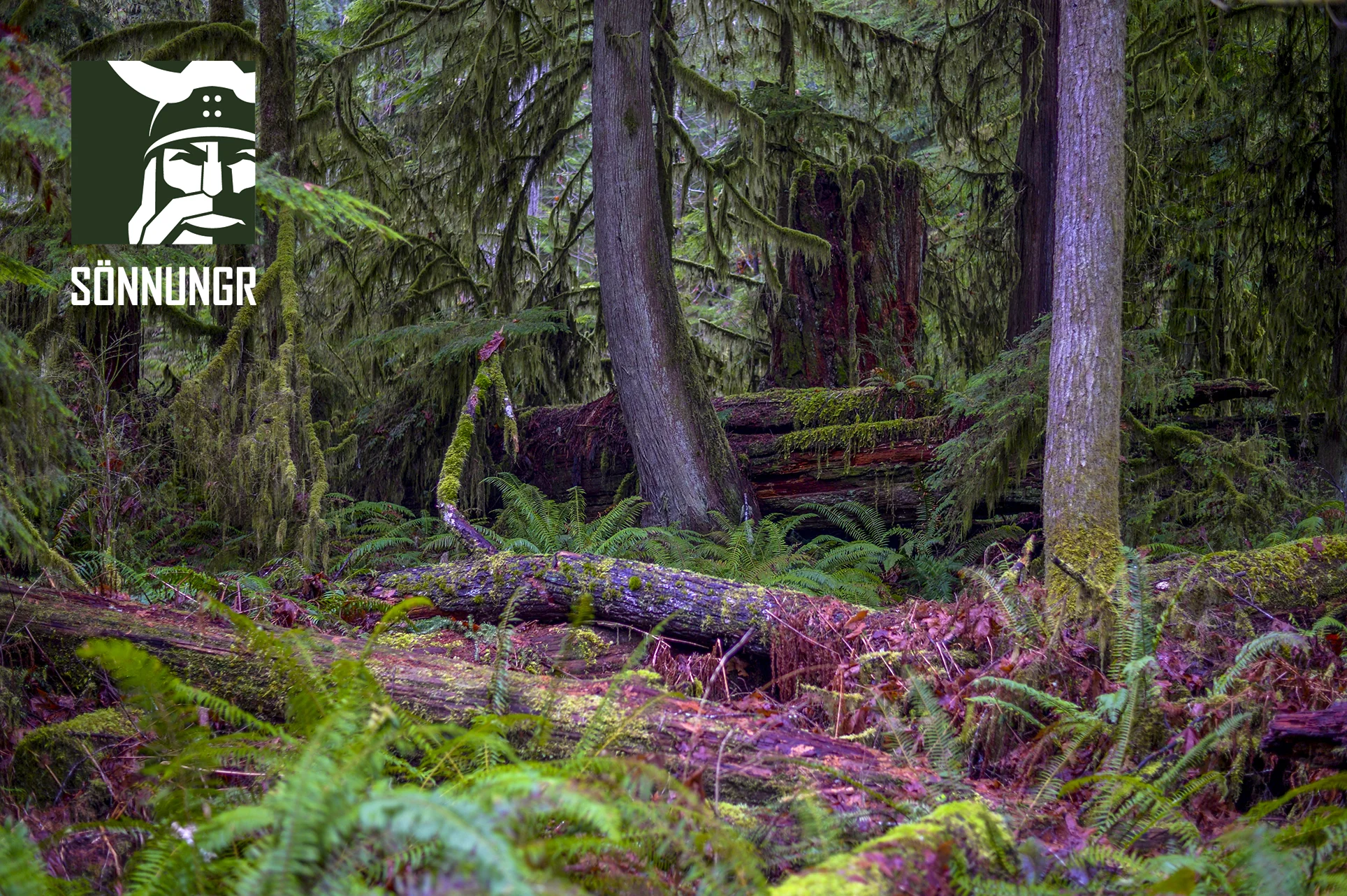 viking_forest.jpg