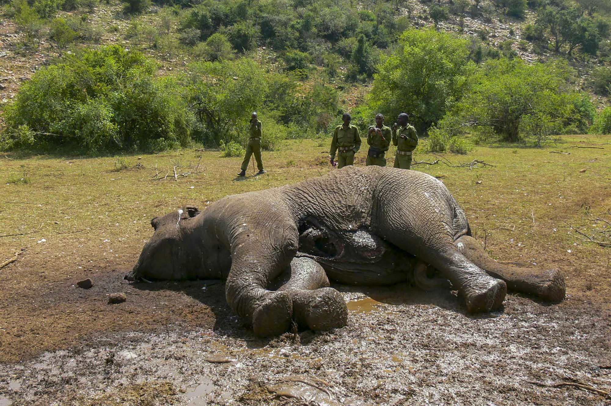 poached_rhino.jpg