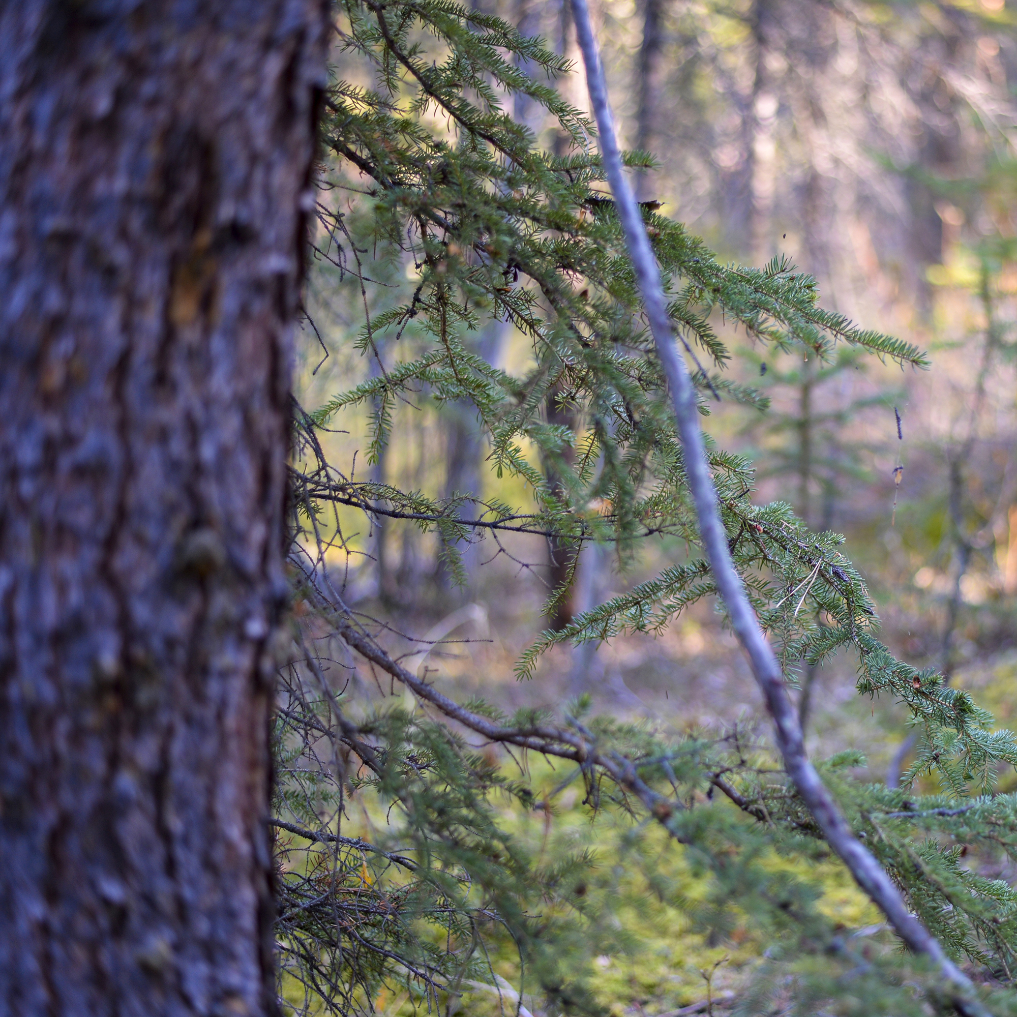 How To Make a WOODEN Cup KUKSA from BIRCH BURL into the FOREST