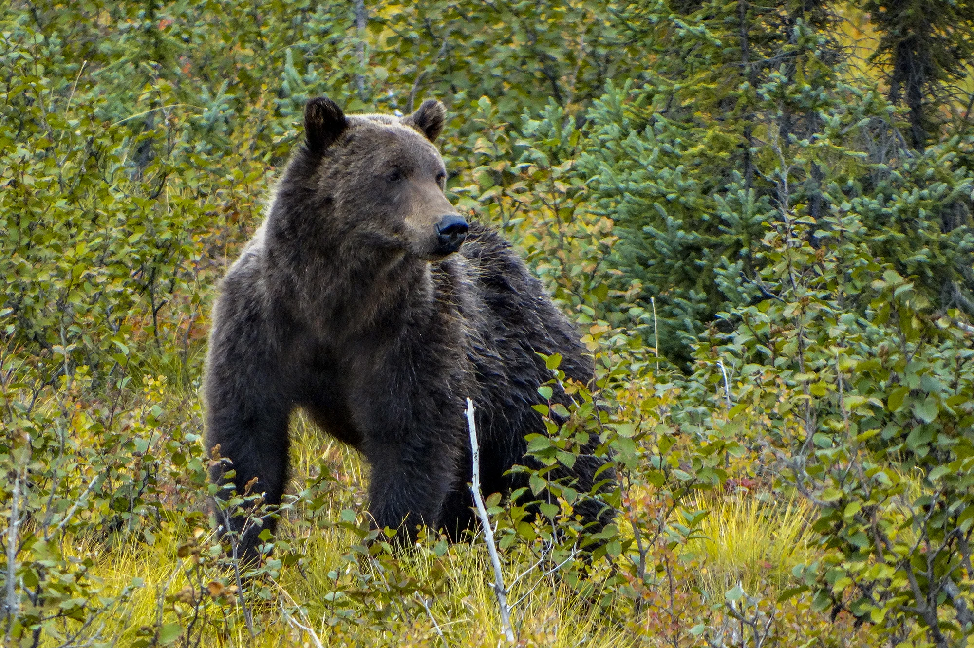 bear.jpg