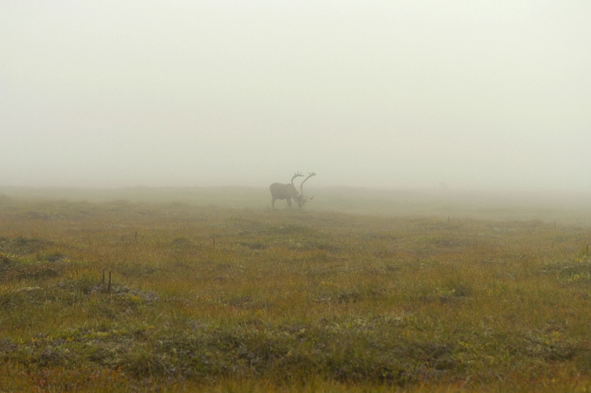 porcupine_caribou.jpg