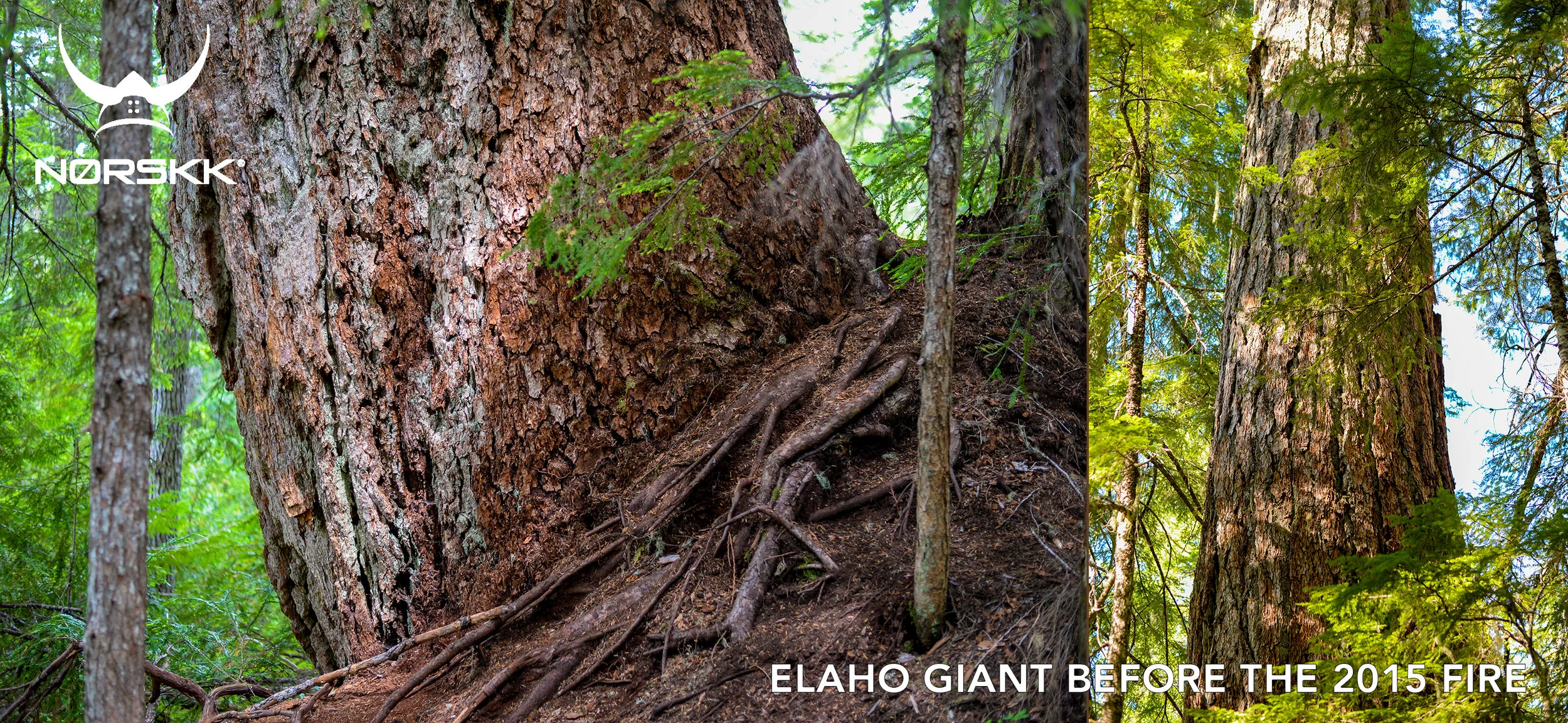 elaho-giant-before-fire.jpg