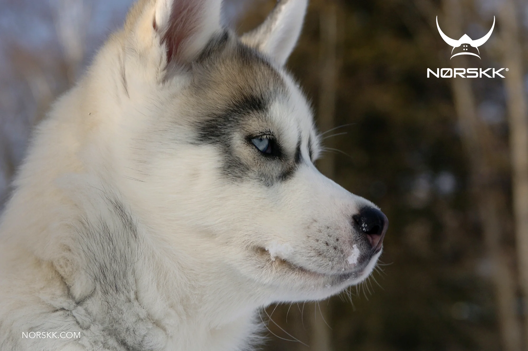 Siberians04.jpg