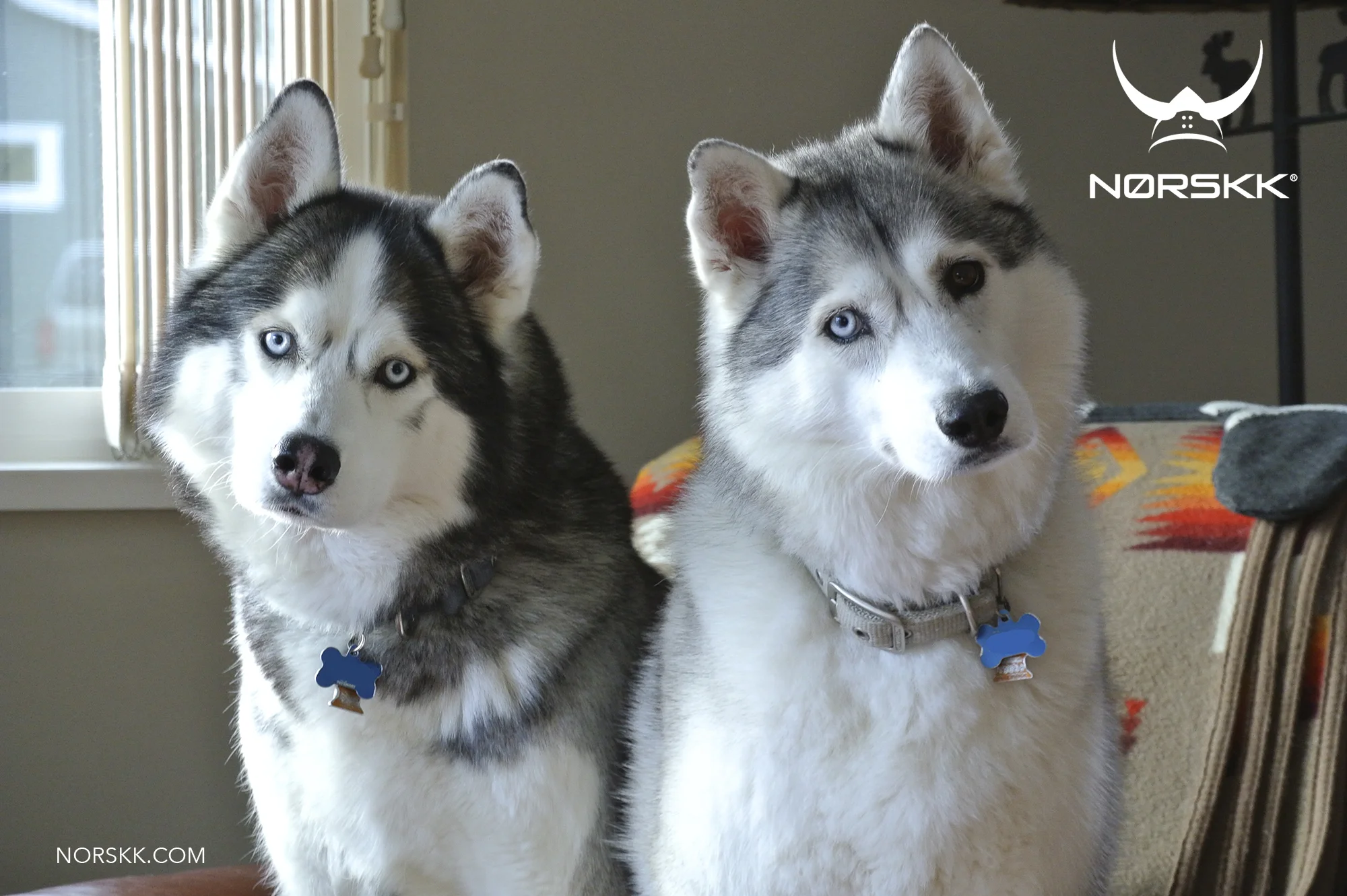 Siberians15.jpg