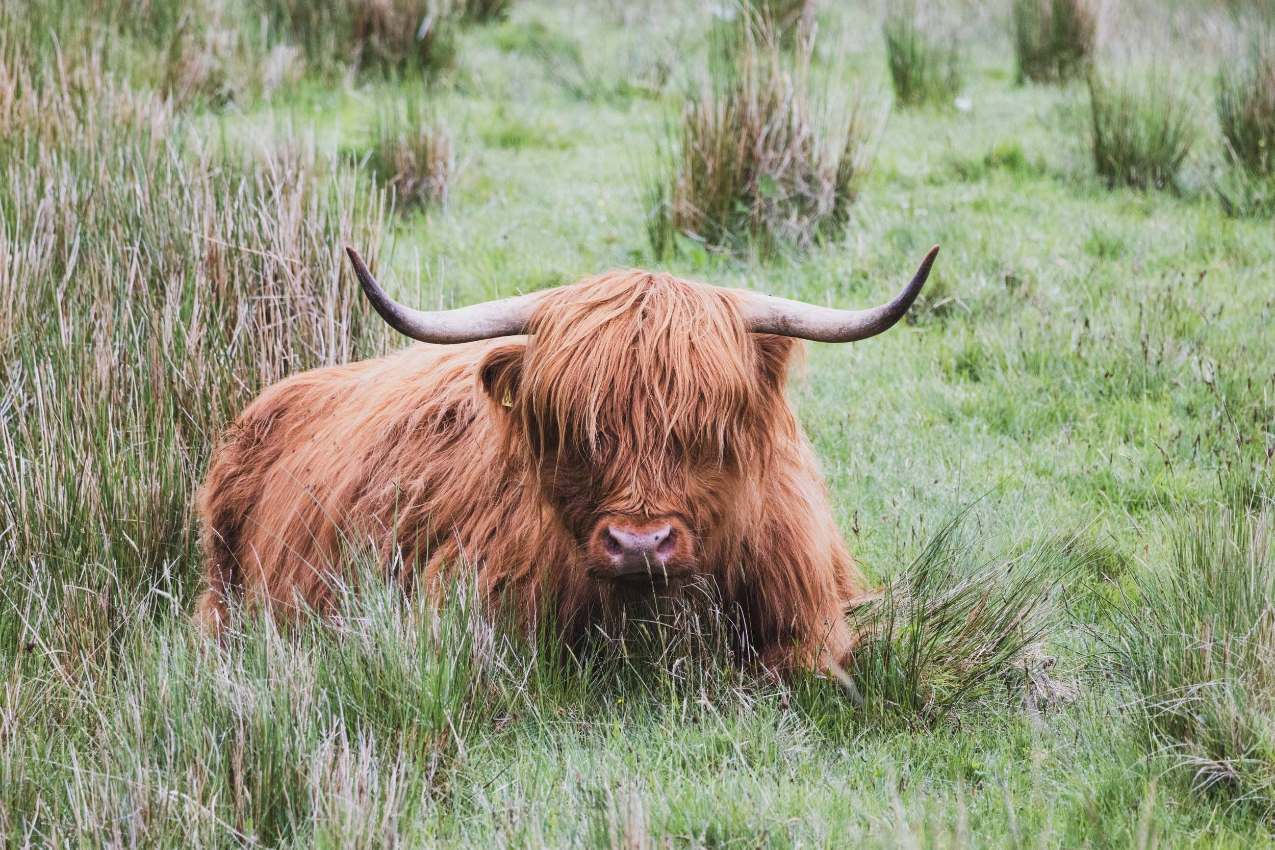 Scotland_Web-010.jpg