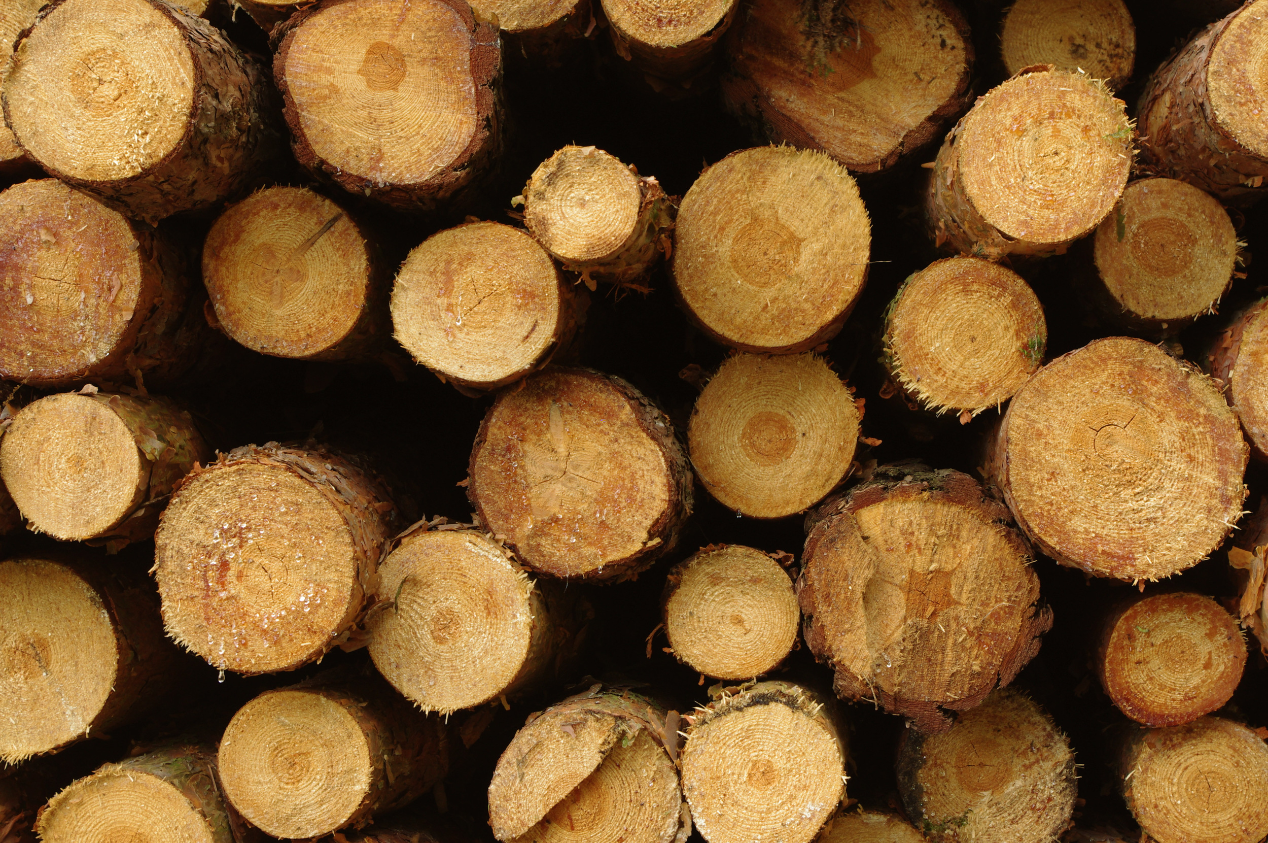 2seasoning_wood.jpg