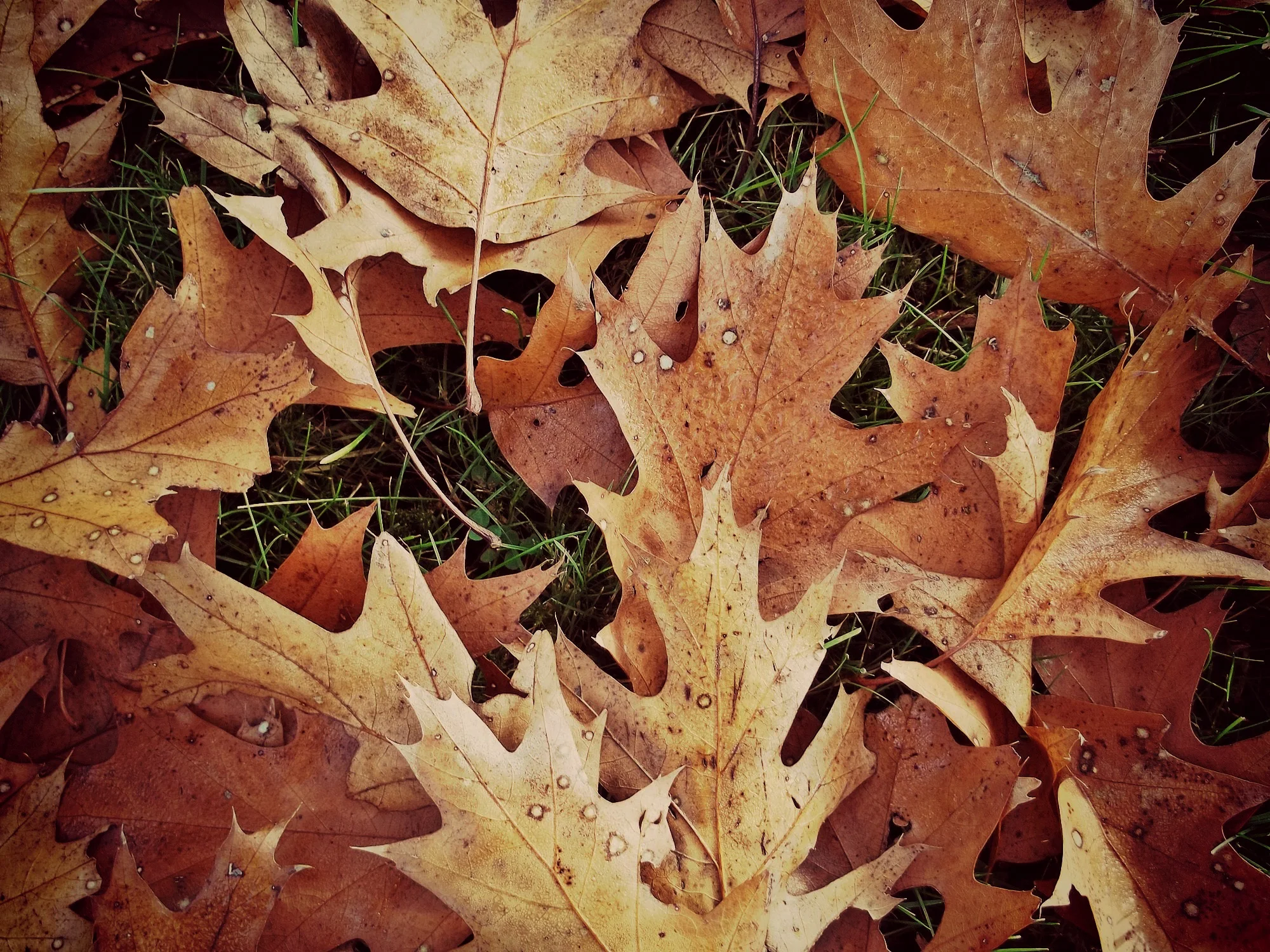 FALL.jpg