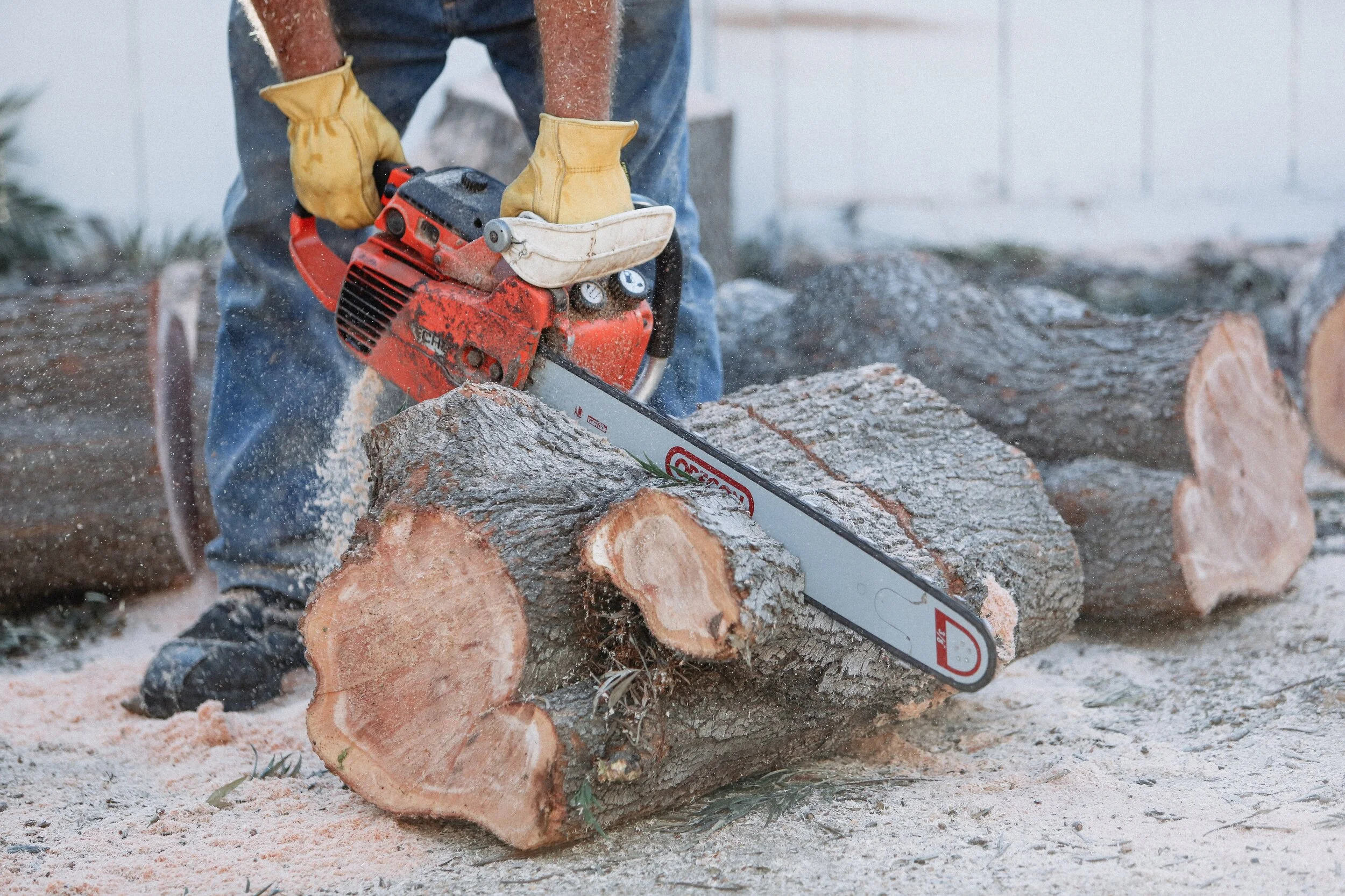 cut-cutting-trim-trimming-tree-trees-chainsaw-back-7GHPYUB.jpg