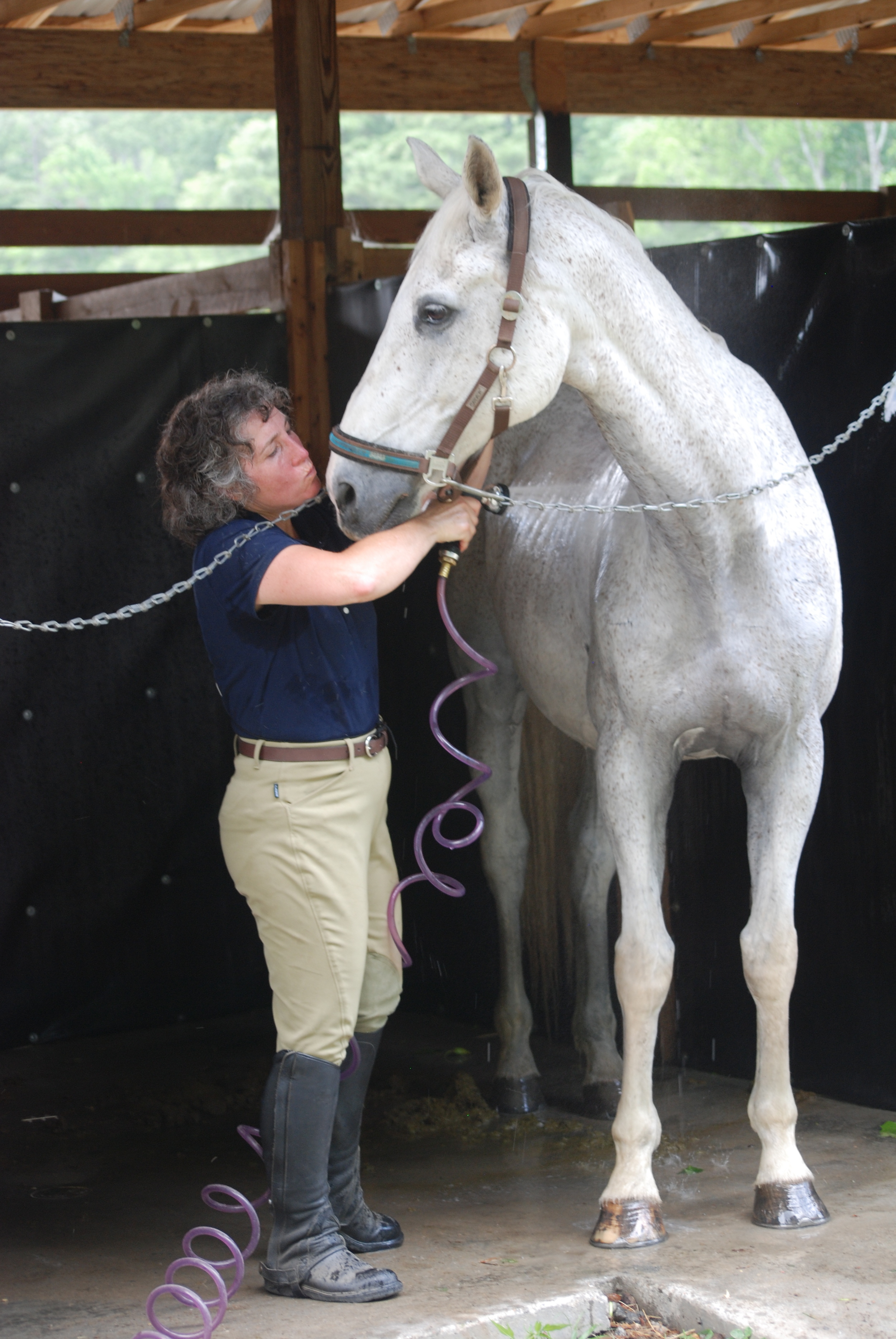 Harmatan, a once in a lifetime horse who created countless confident riders with his gentle soul and bright mind. he will be loved and missed always. 1989-2017