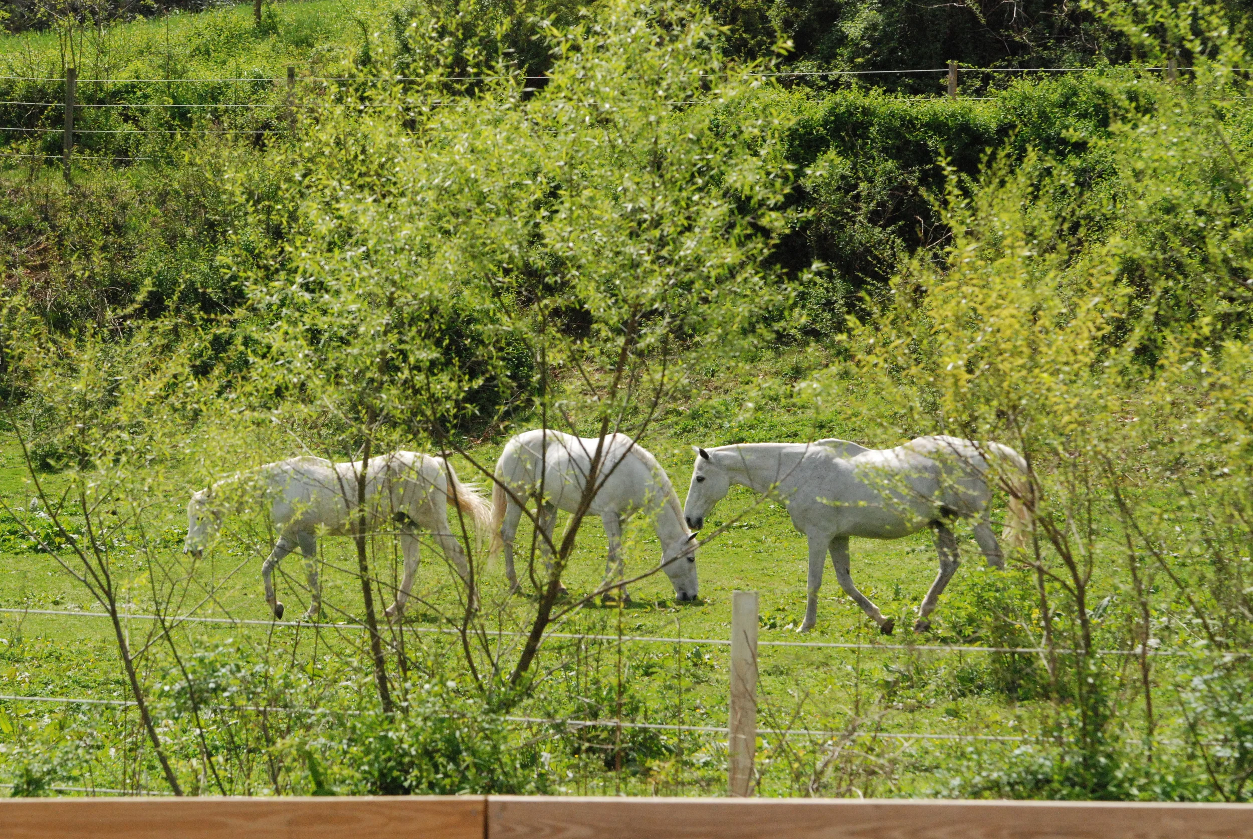 DSC_3588.JPG