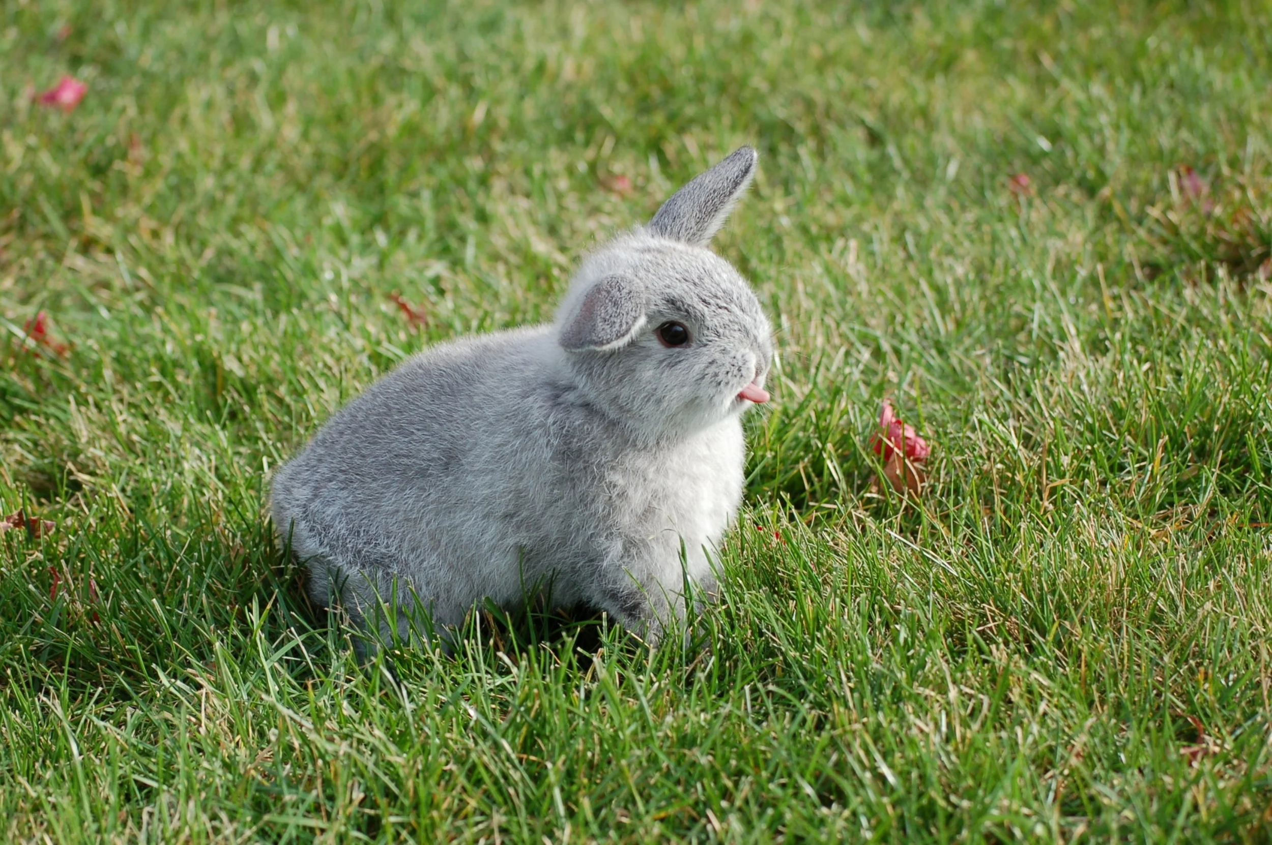 Dealing with a Bossy Bunny