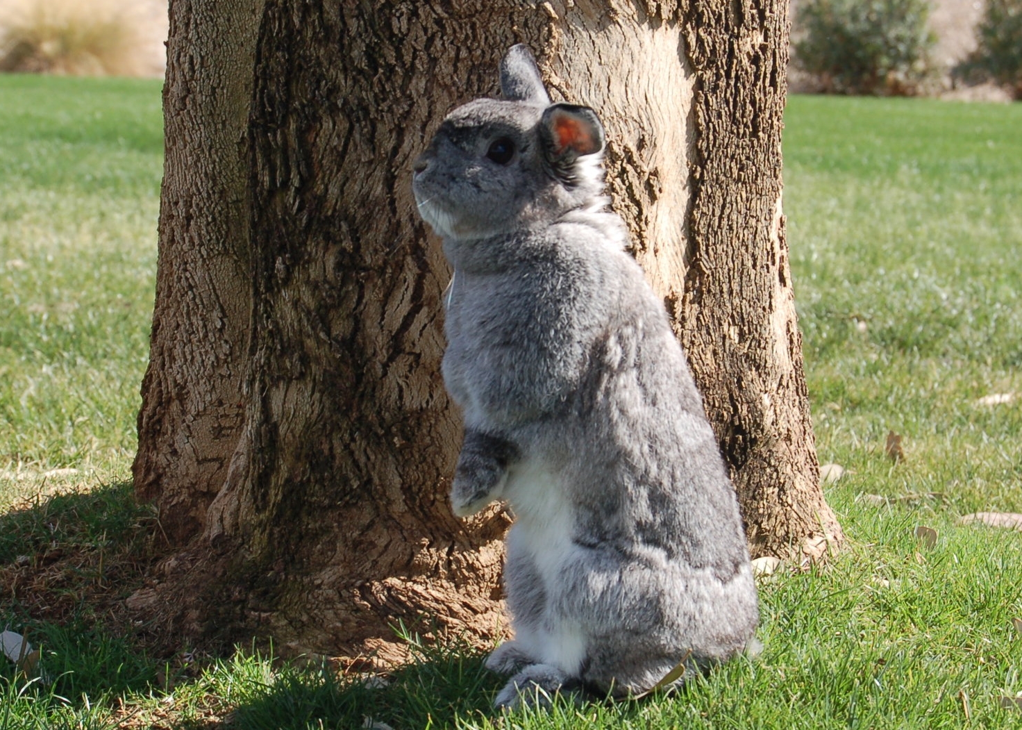 Bunny Language