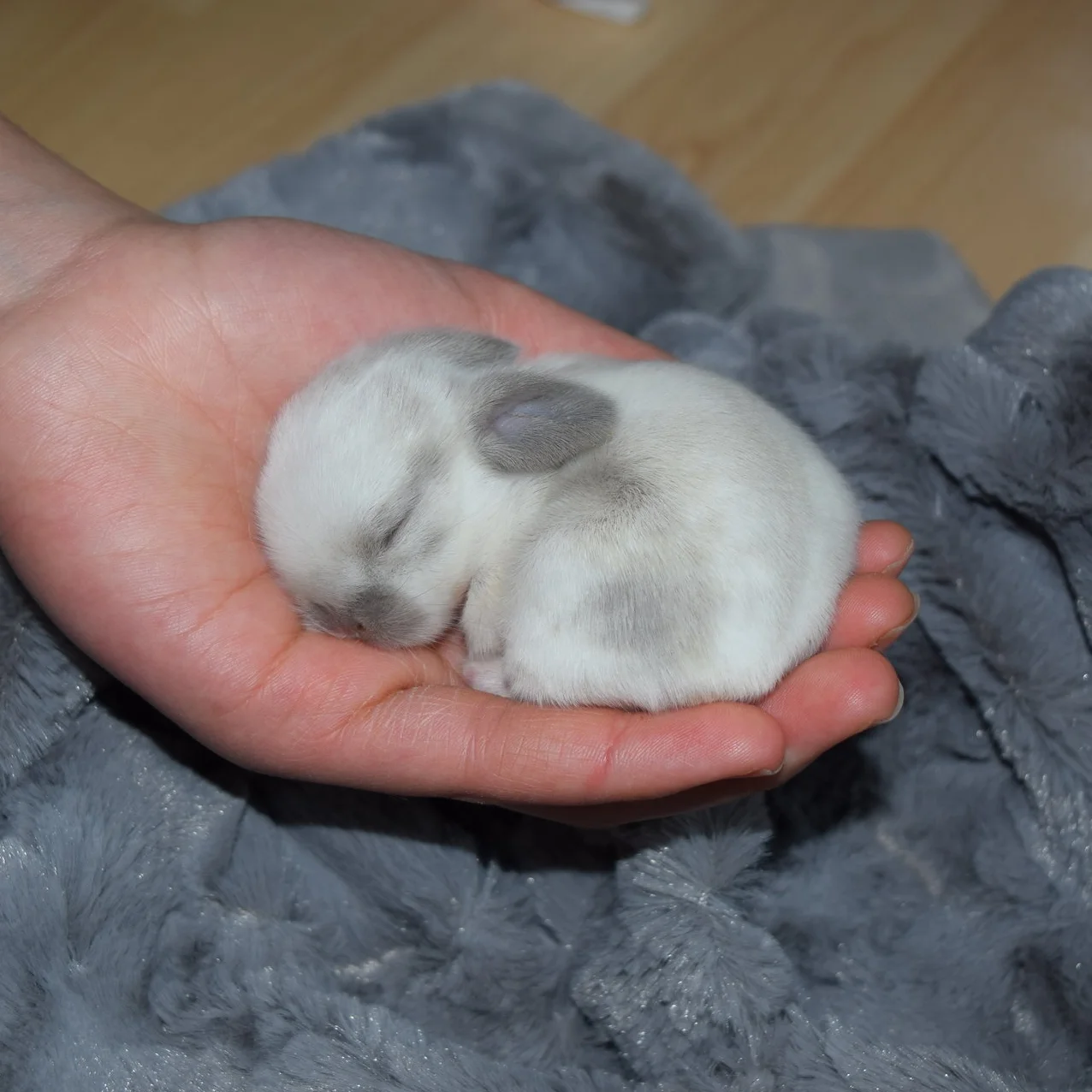 Bonding with your Bunny