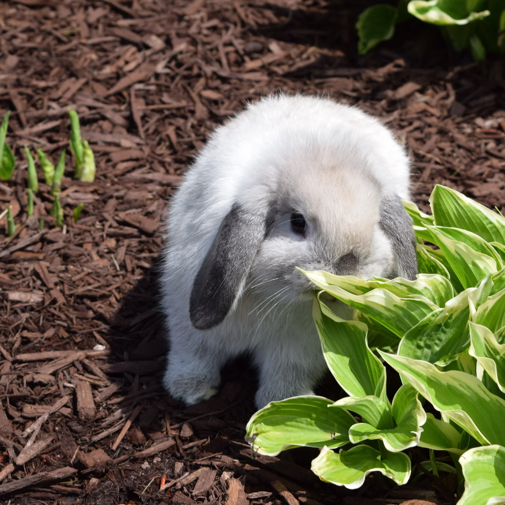 Responding to Bunny Behaviors
