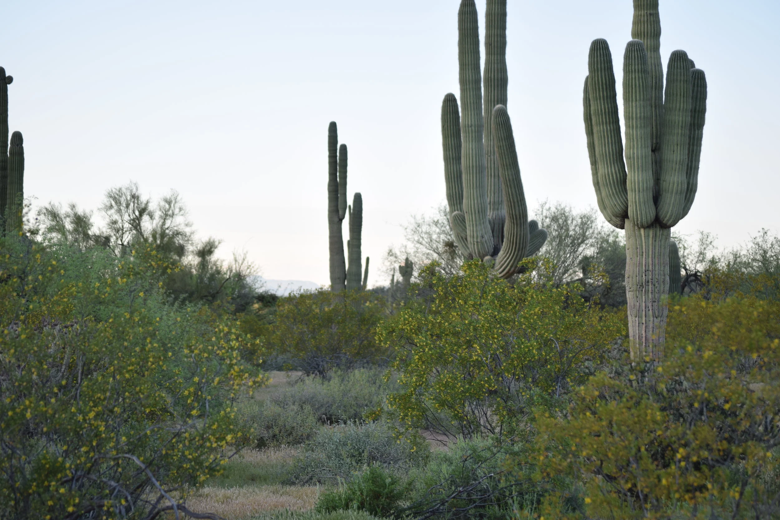 Keeping a bunny Cool