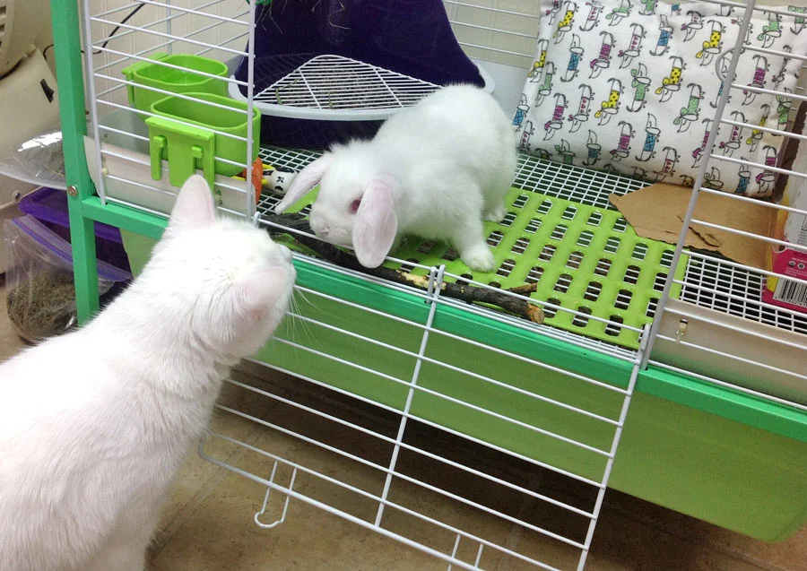 Dog, Cats and Bunnies, Oh MY!