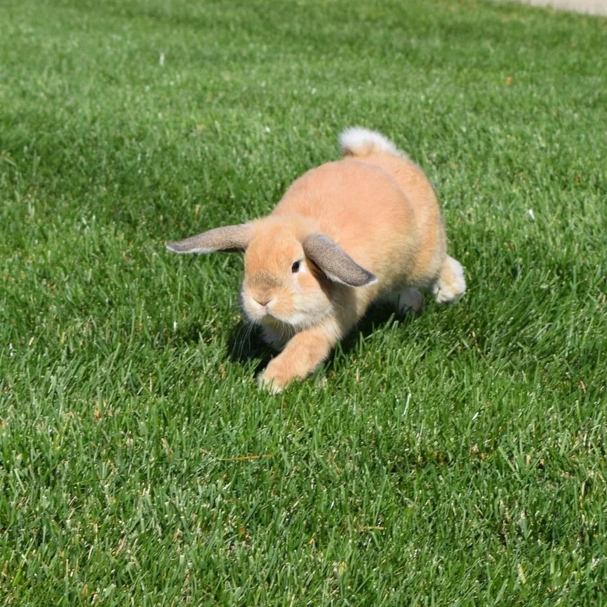 Communication with Bunnies