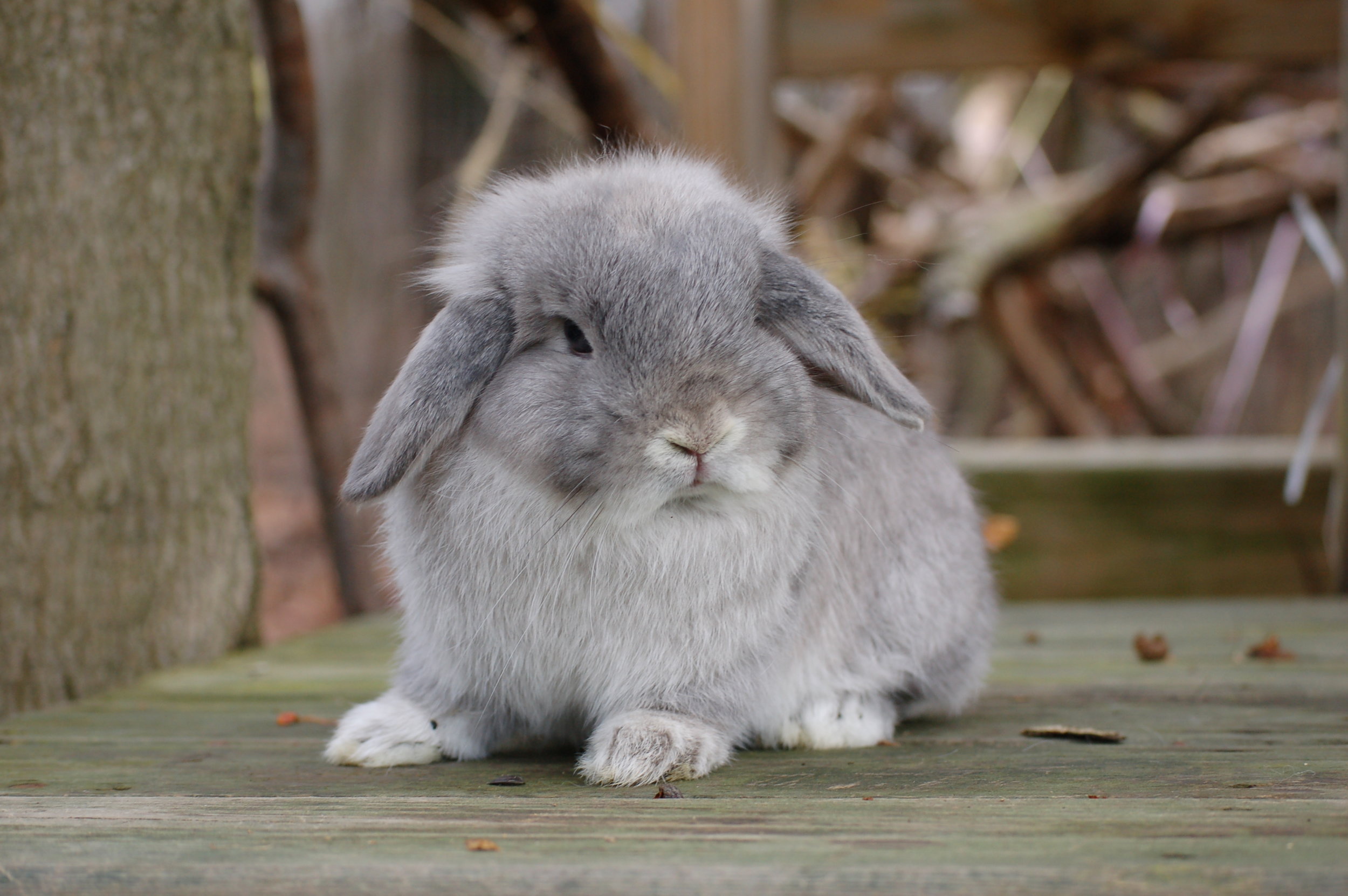 grey and white holland lop