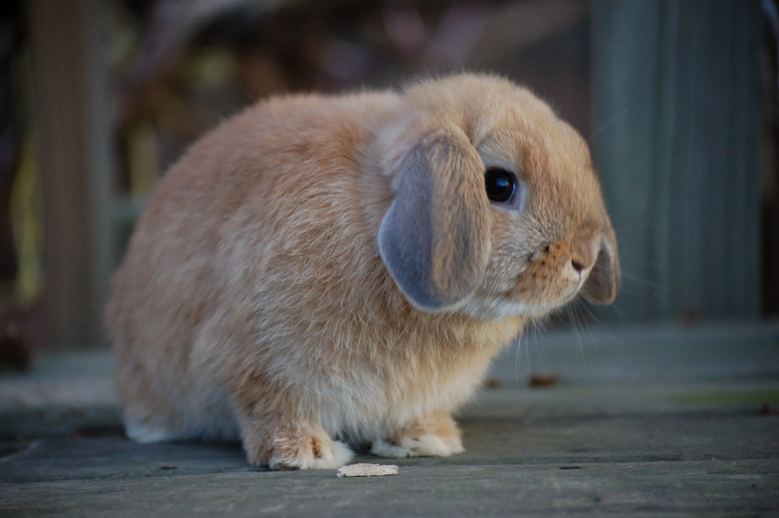 Holland Lop Color Guide — Hickory Ridge Hollands