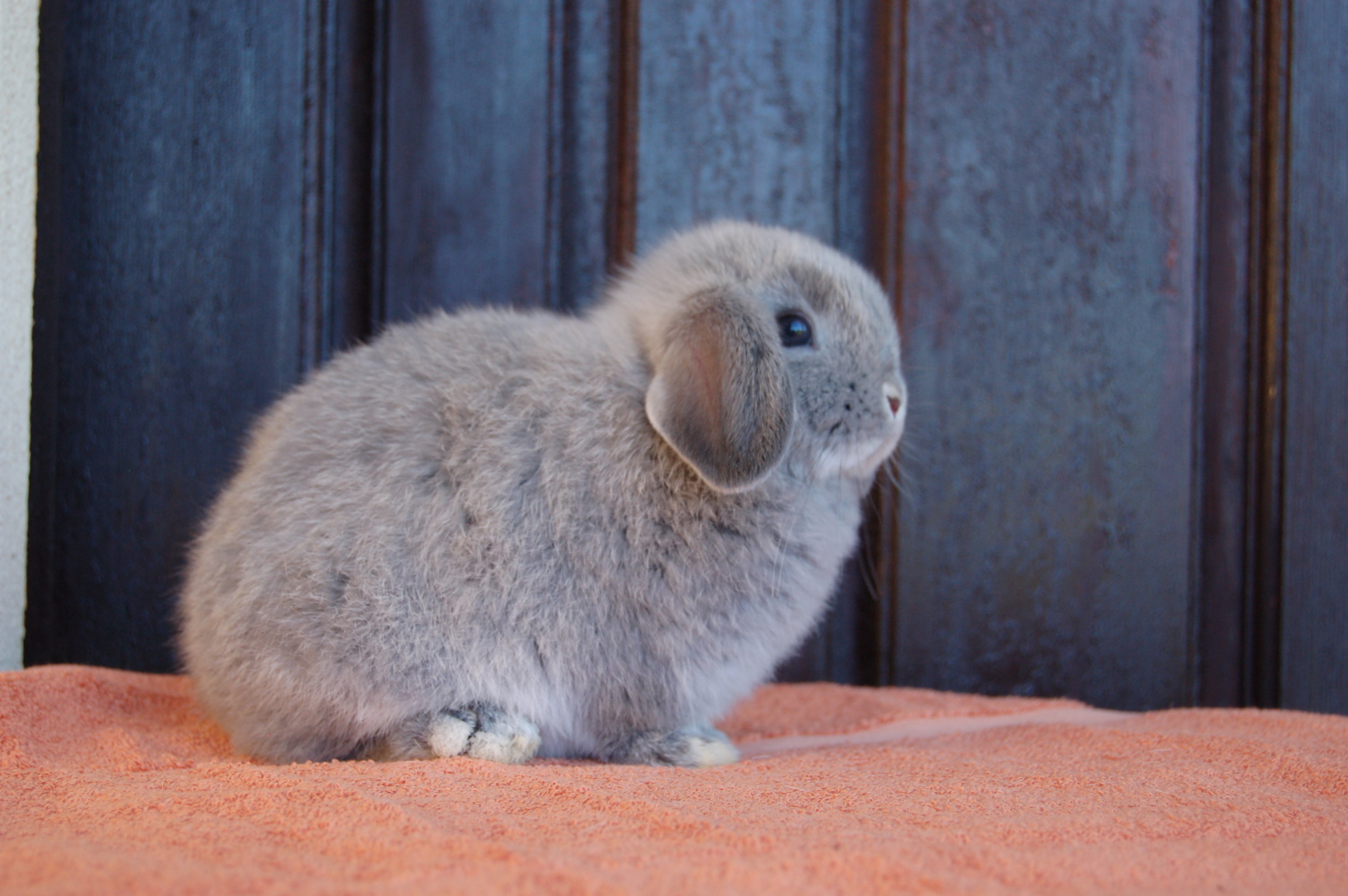 blue holland lop bunny