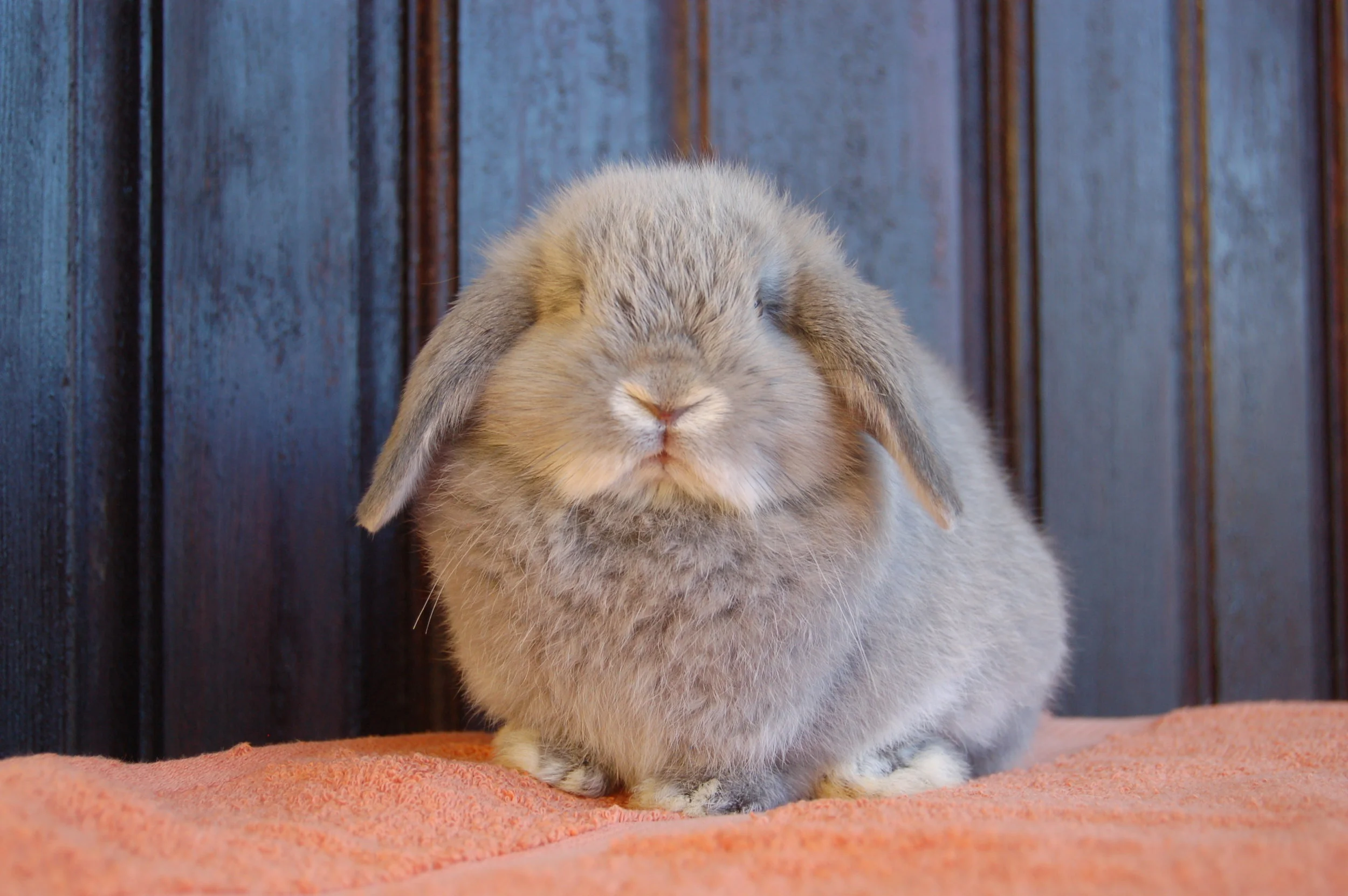 Holland Lop Color Guide — Hickory Ridge Hollands