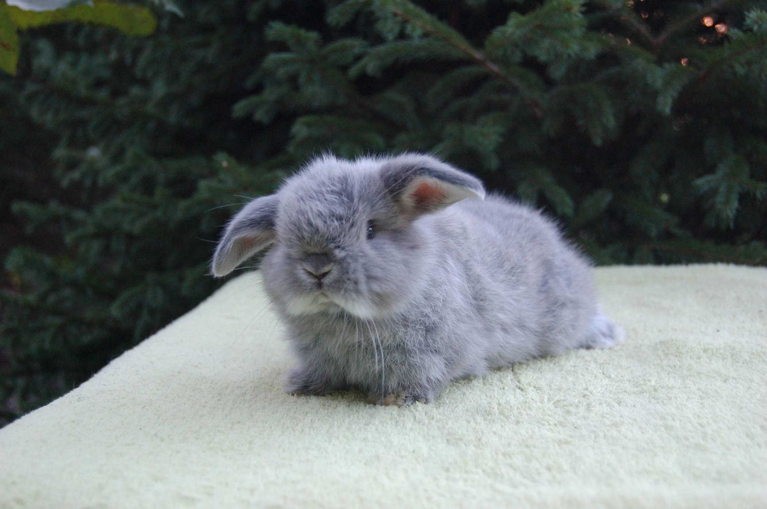 gray holland lop
