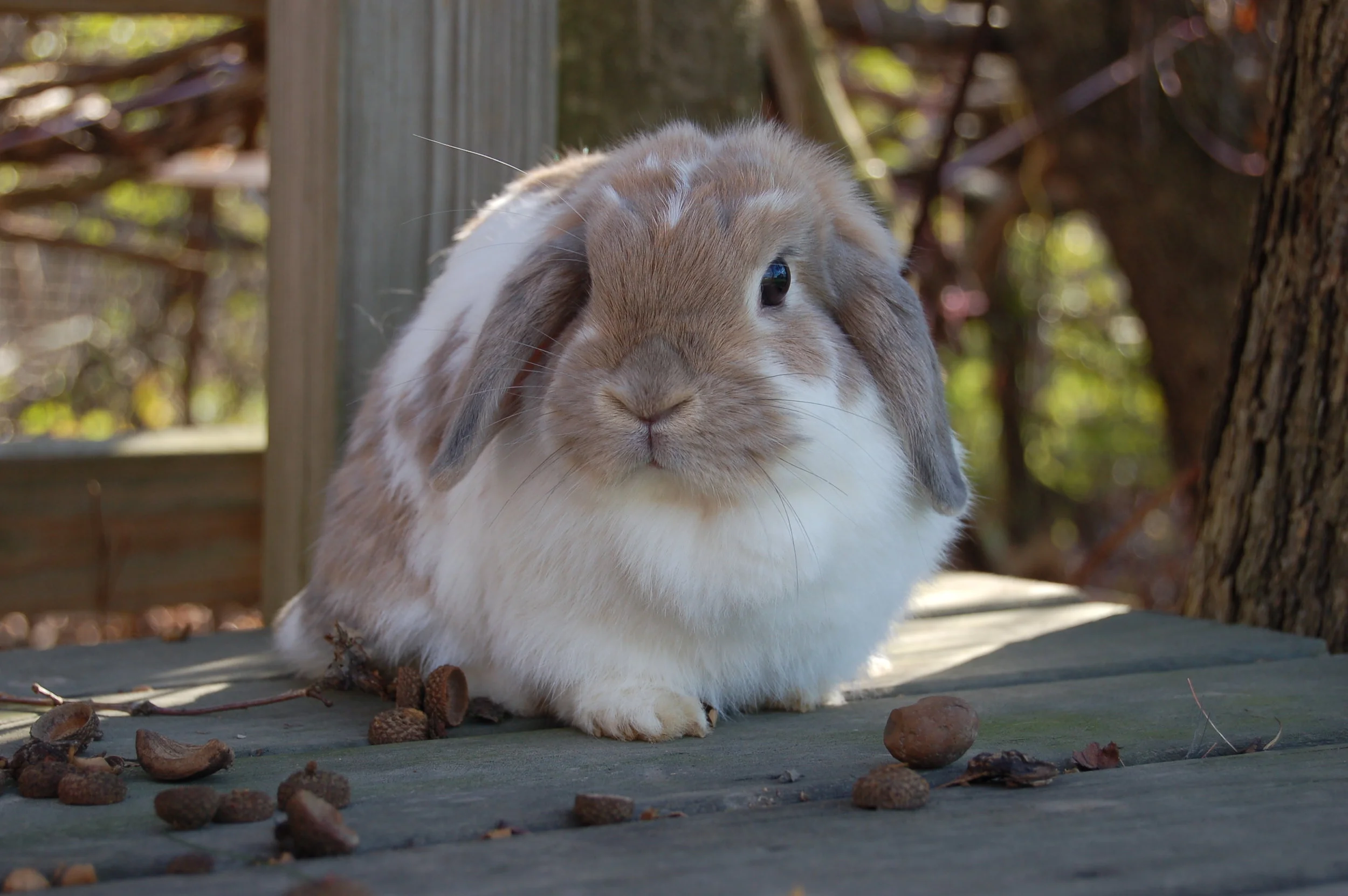 Holland Lop Color Guide — Hickory Ridge Hollands