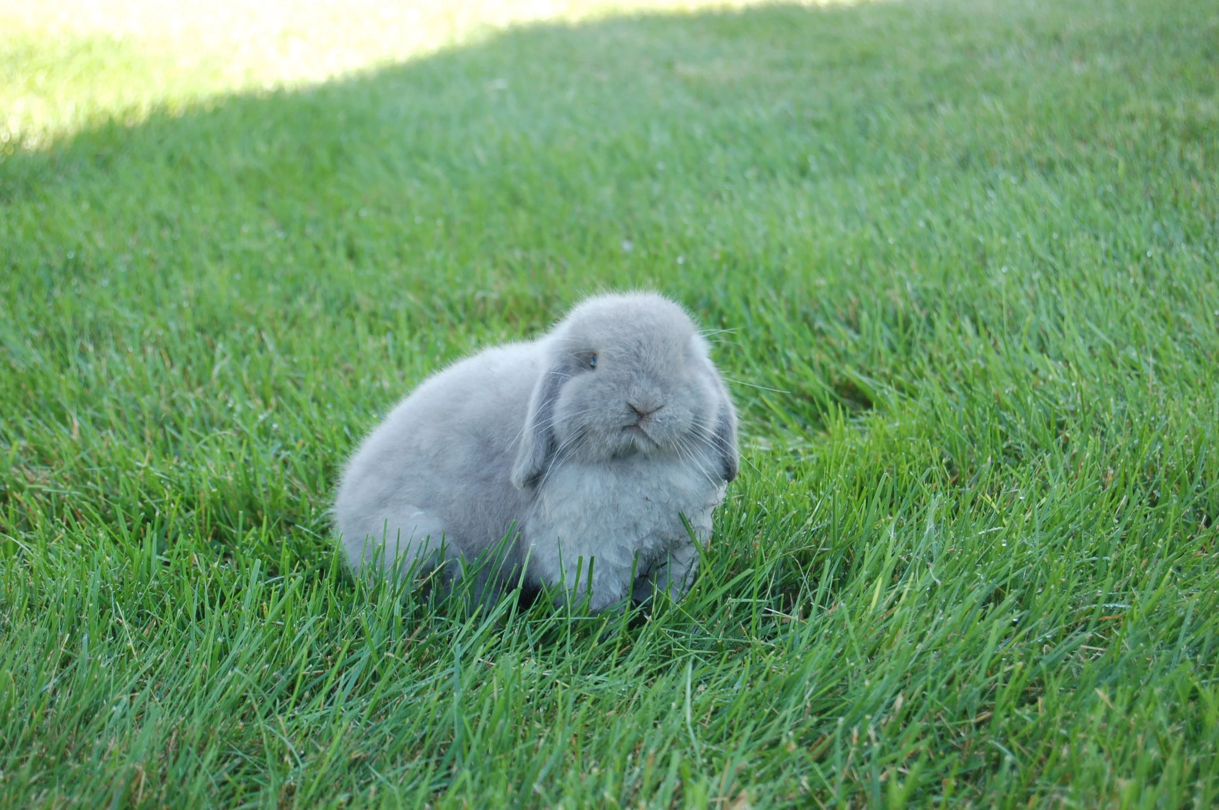 Holland Lop Color Guide — Hickory Ridge Hollands