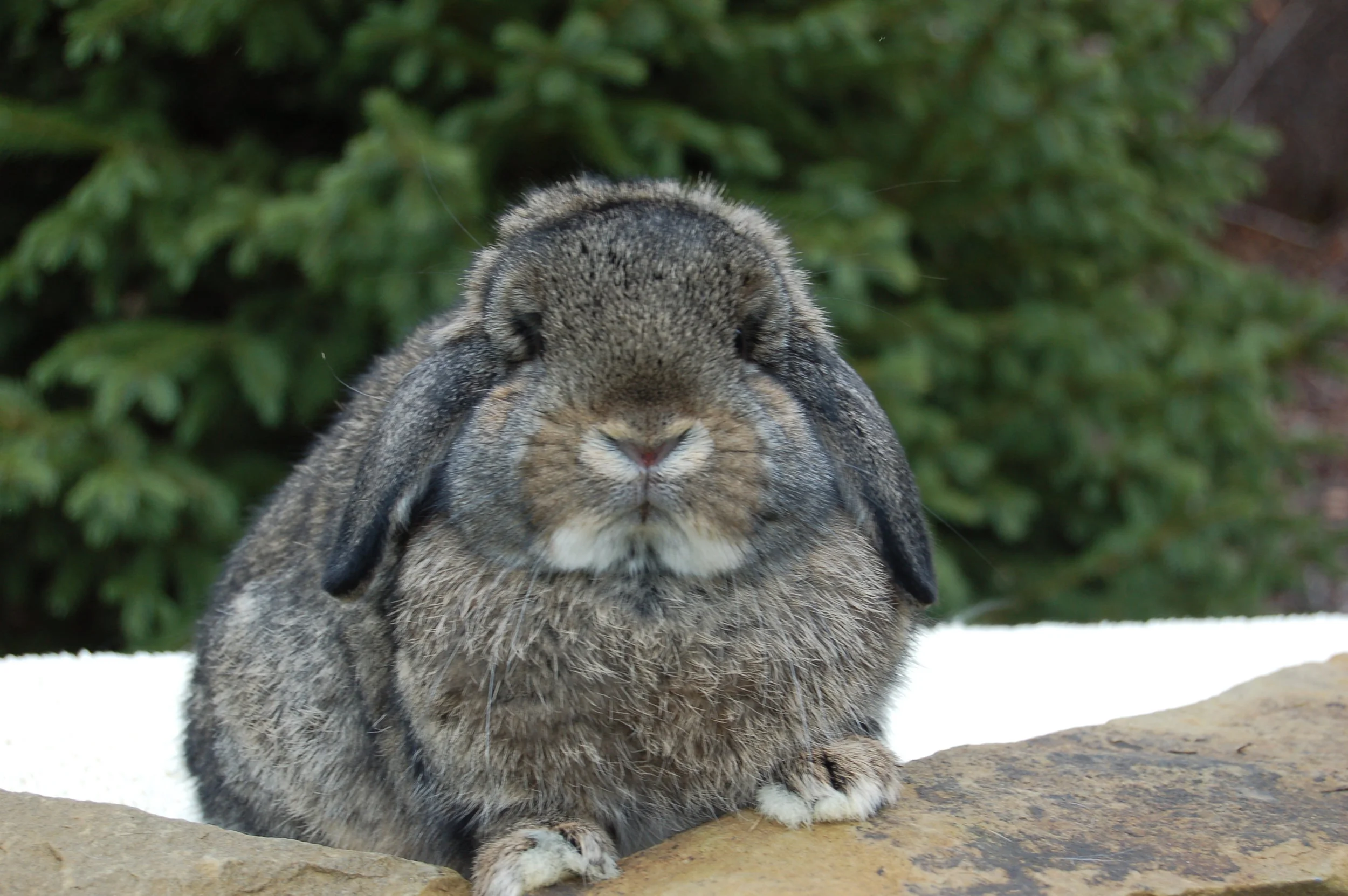Rabbit Genetics: The A Series