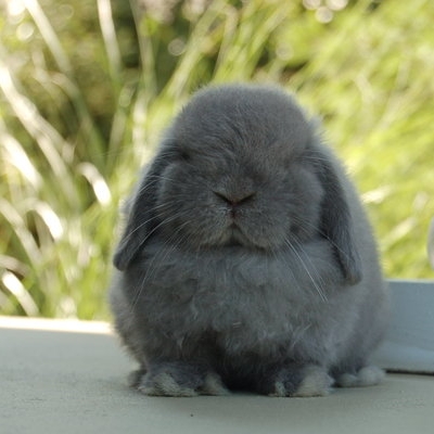 Rabbit Genetics: The B series