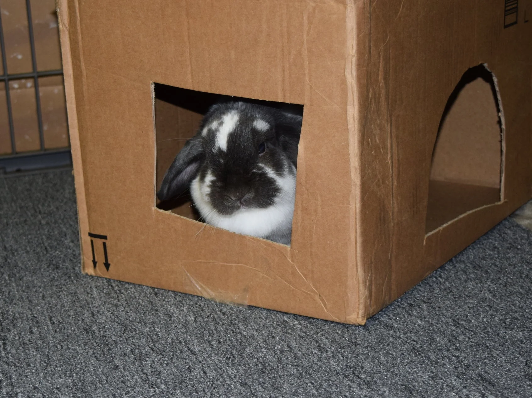 Bunny Toys on a Budget