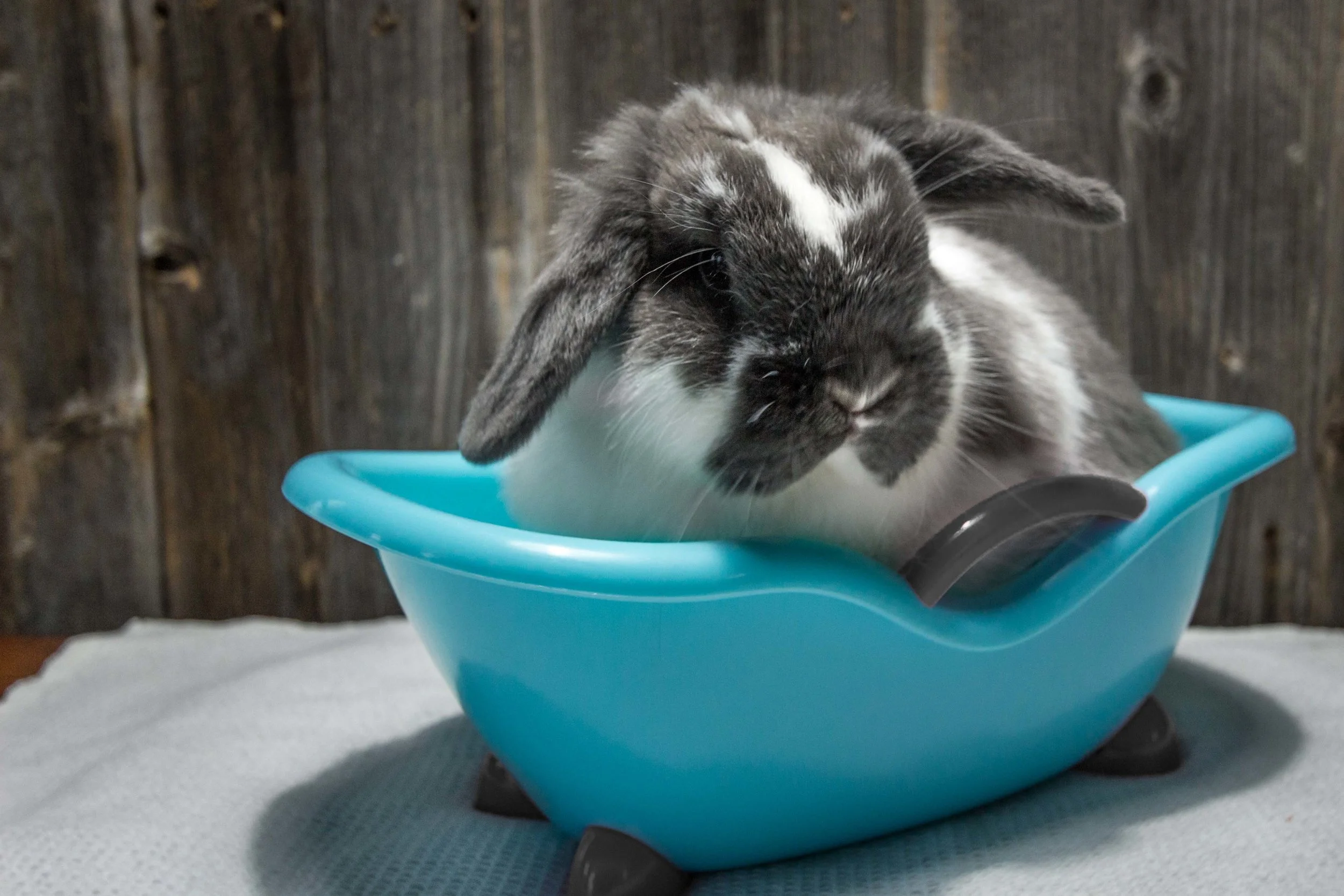 Bunny Bath Bar