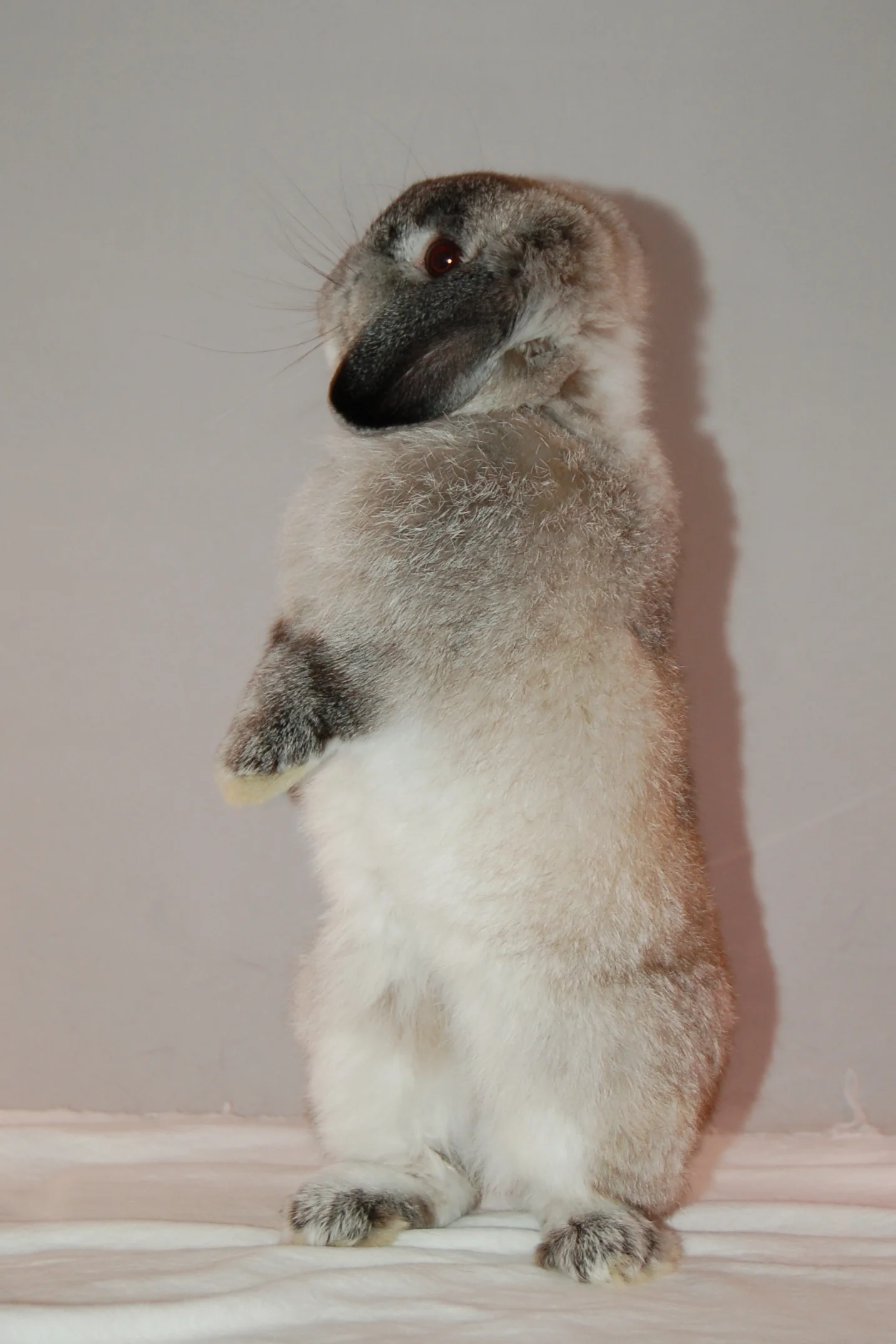 Living with the Intelligent Bunny