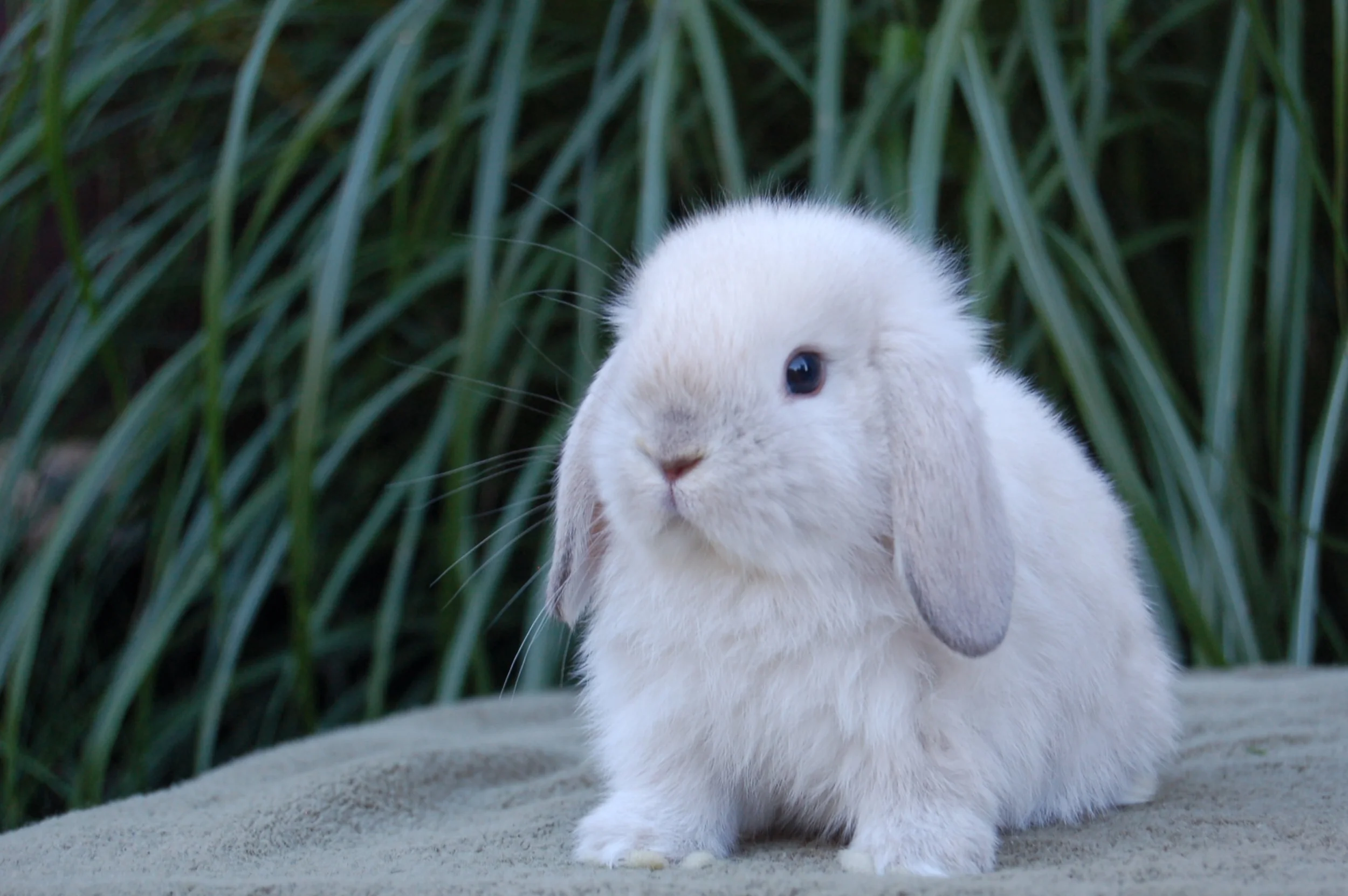 Living with the Sweet Bunny