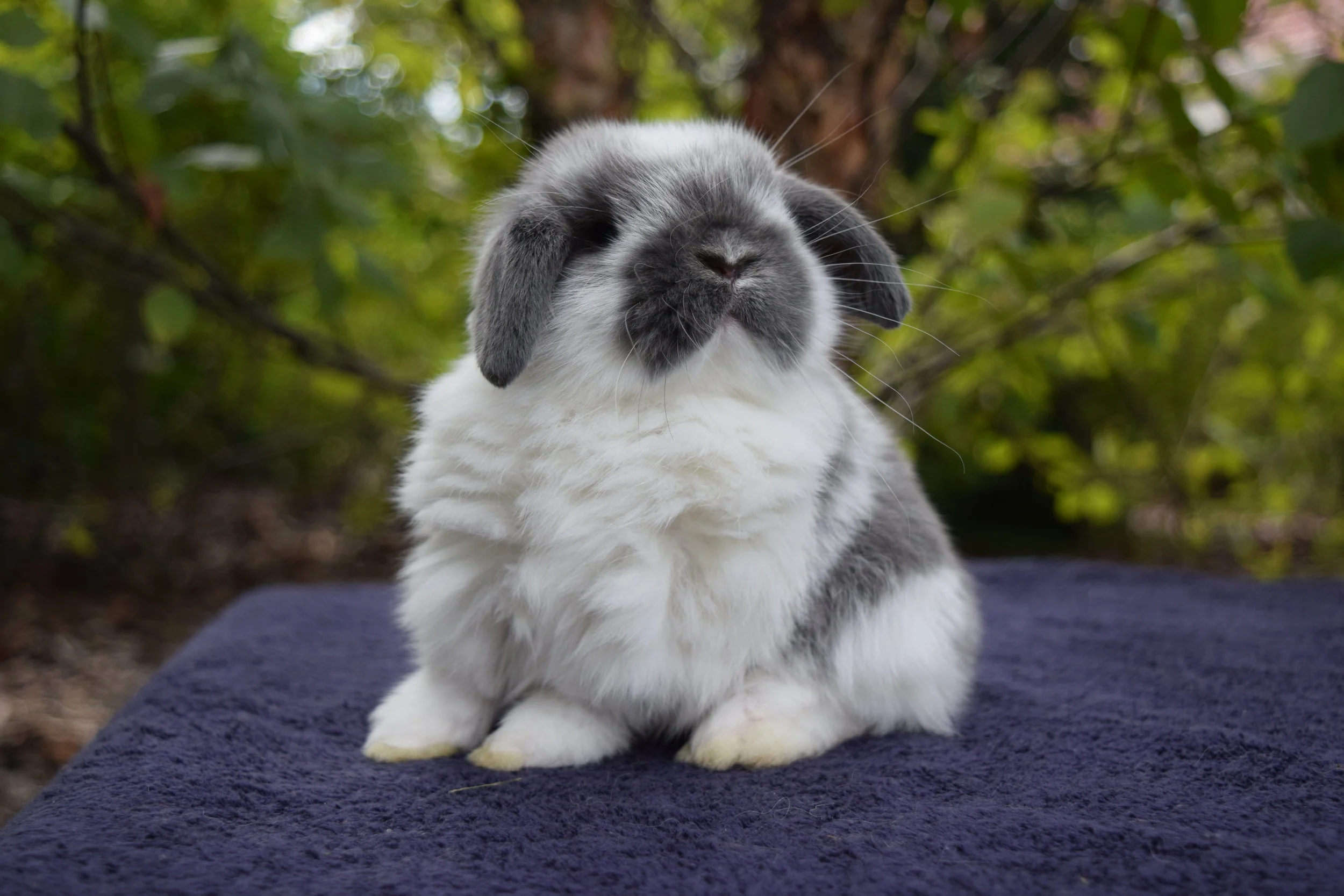 The Machiavellian Bunny