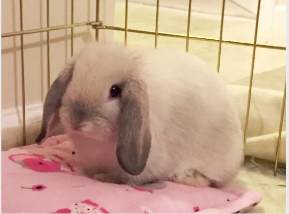 Bunny Pillow Tutorial