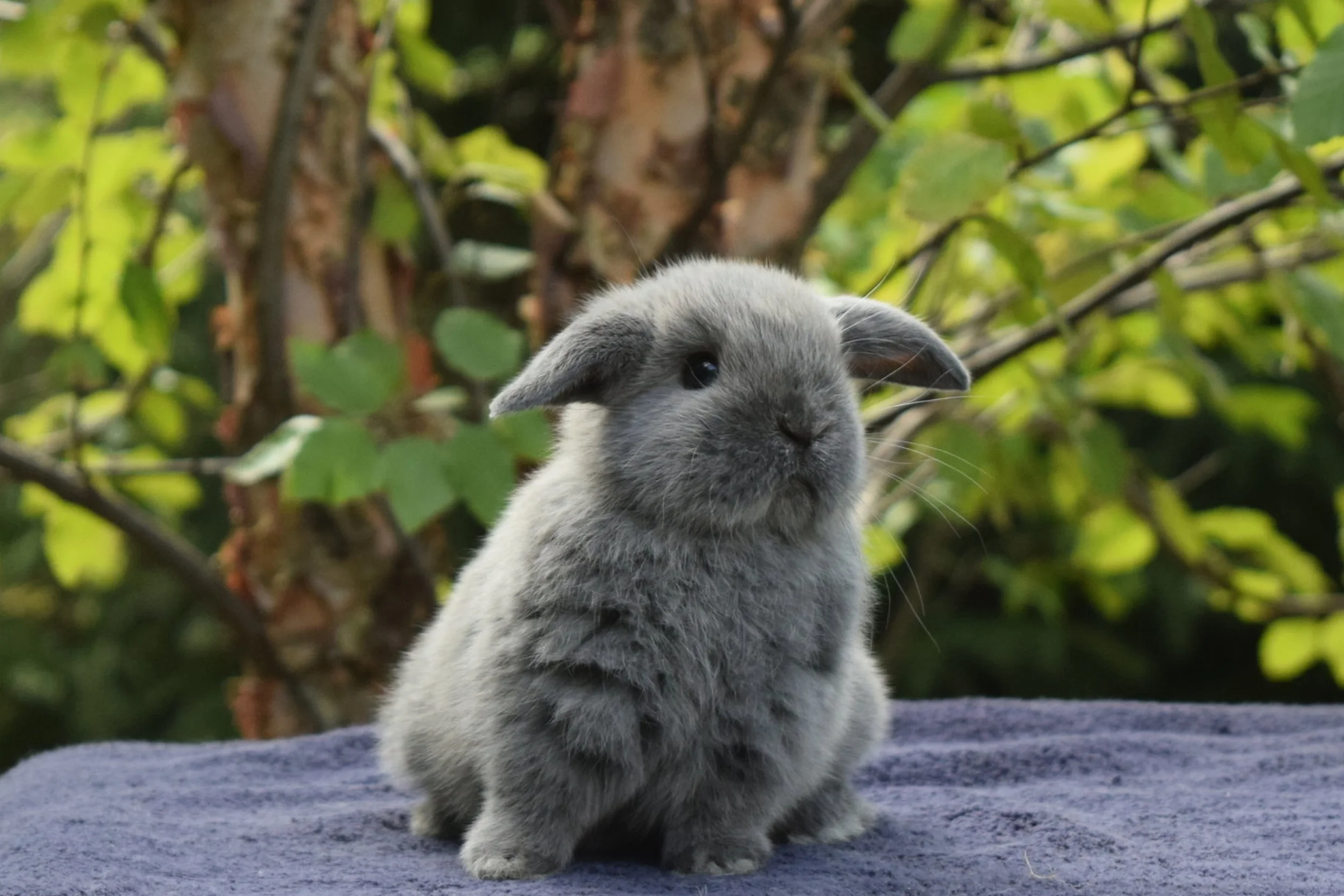 Living with the Machiavellian Bunny