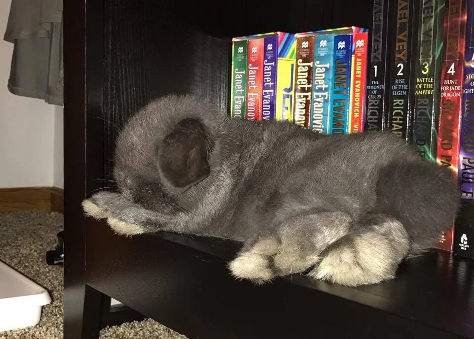 Living with the Ecstatic Bunny