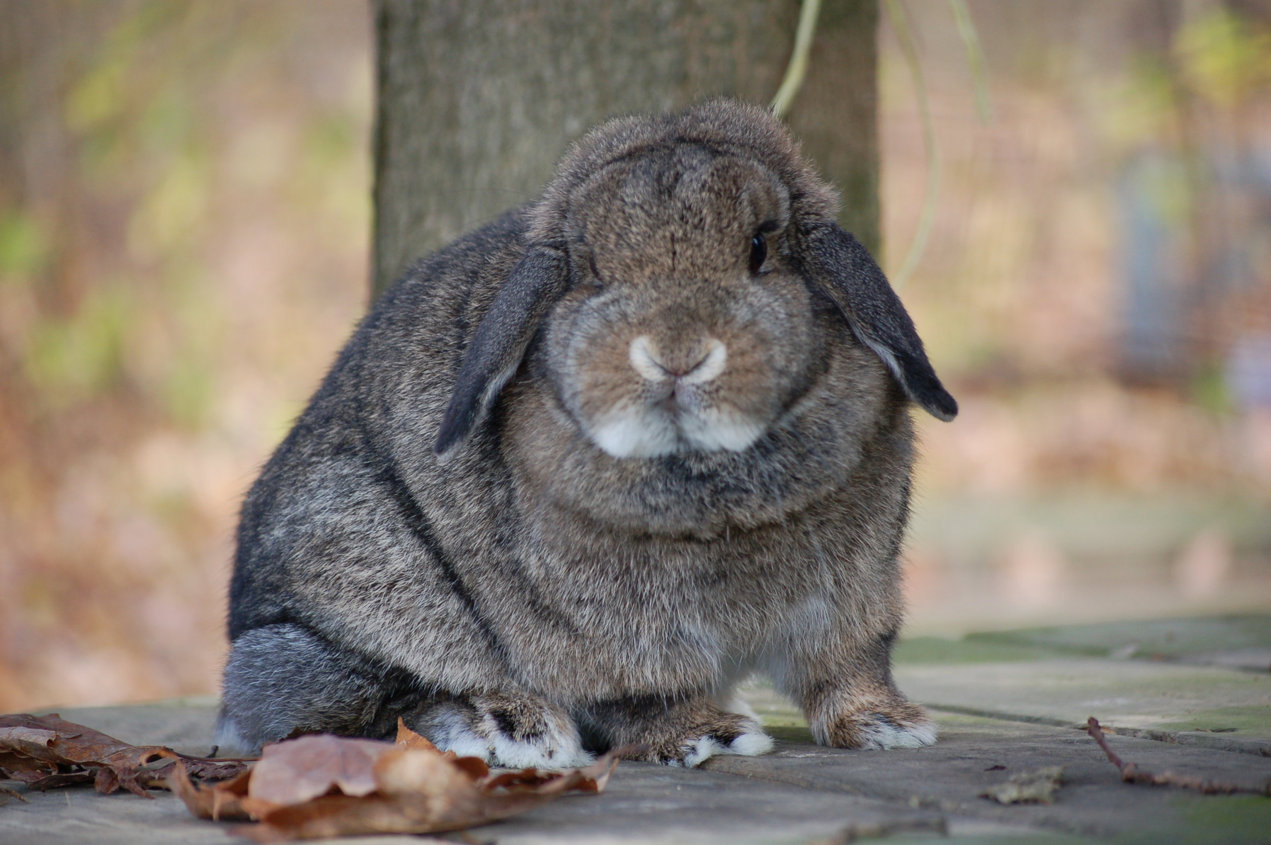 Adopting An Older Bunny — Hickory Ridge Hollands