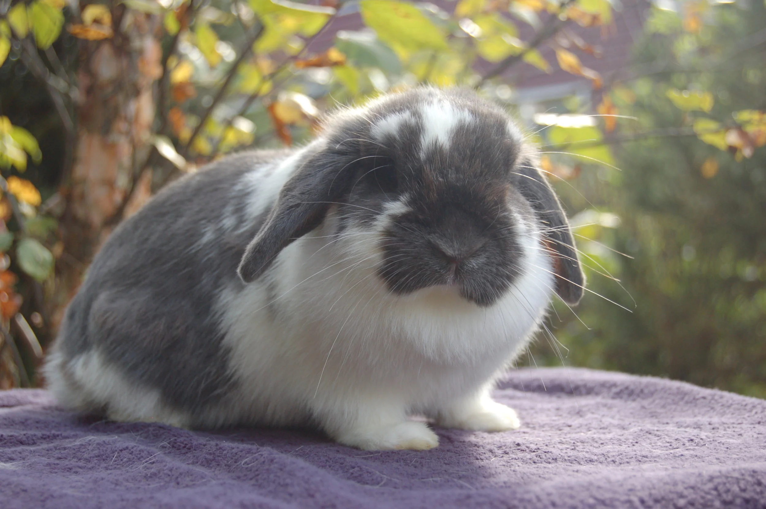 Adopting an Older Bunny