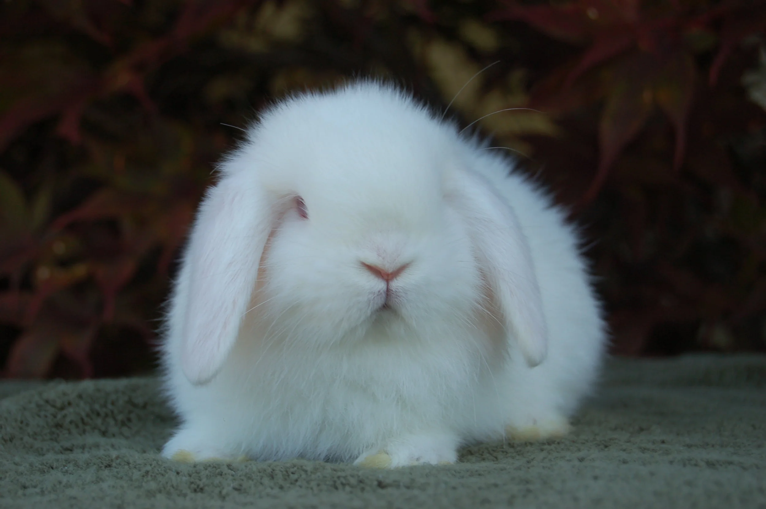 Living with The Player