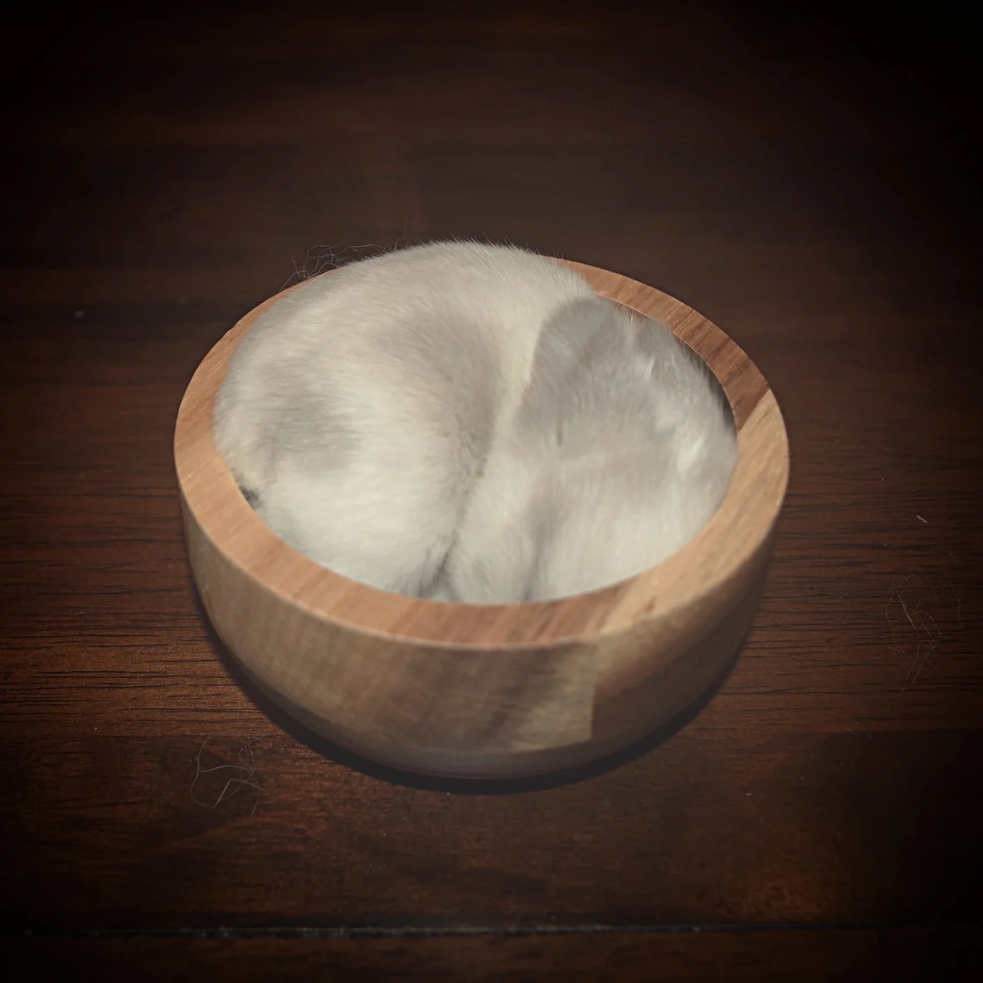 Top 5 Things to Ask When You Buy a Bunny (for a pet)