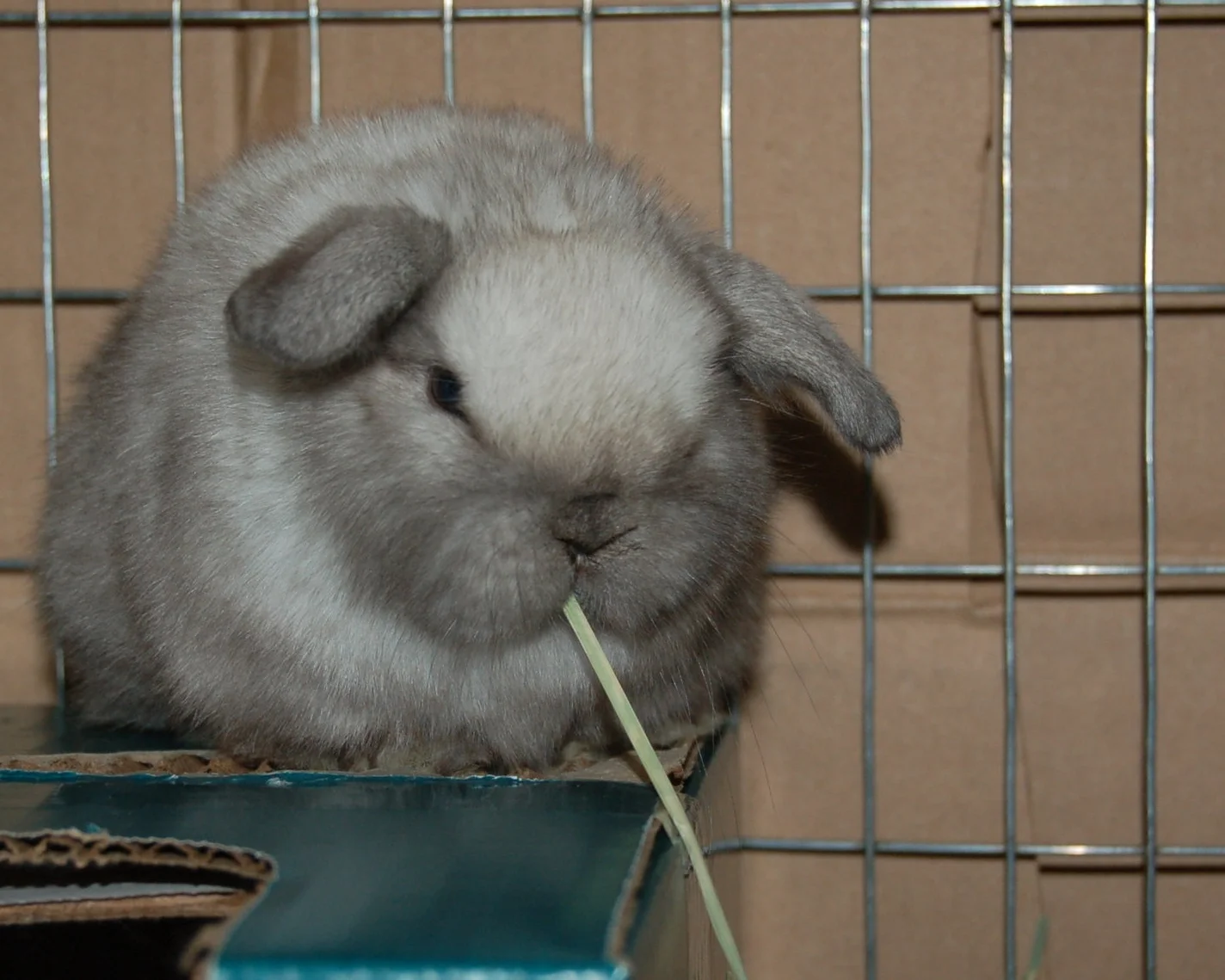 Smooth Transitions - Switching Food, Hay or Water Bottles