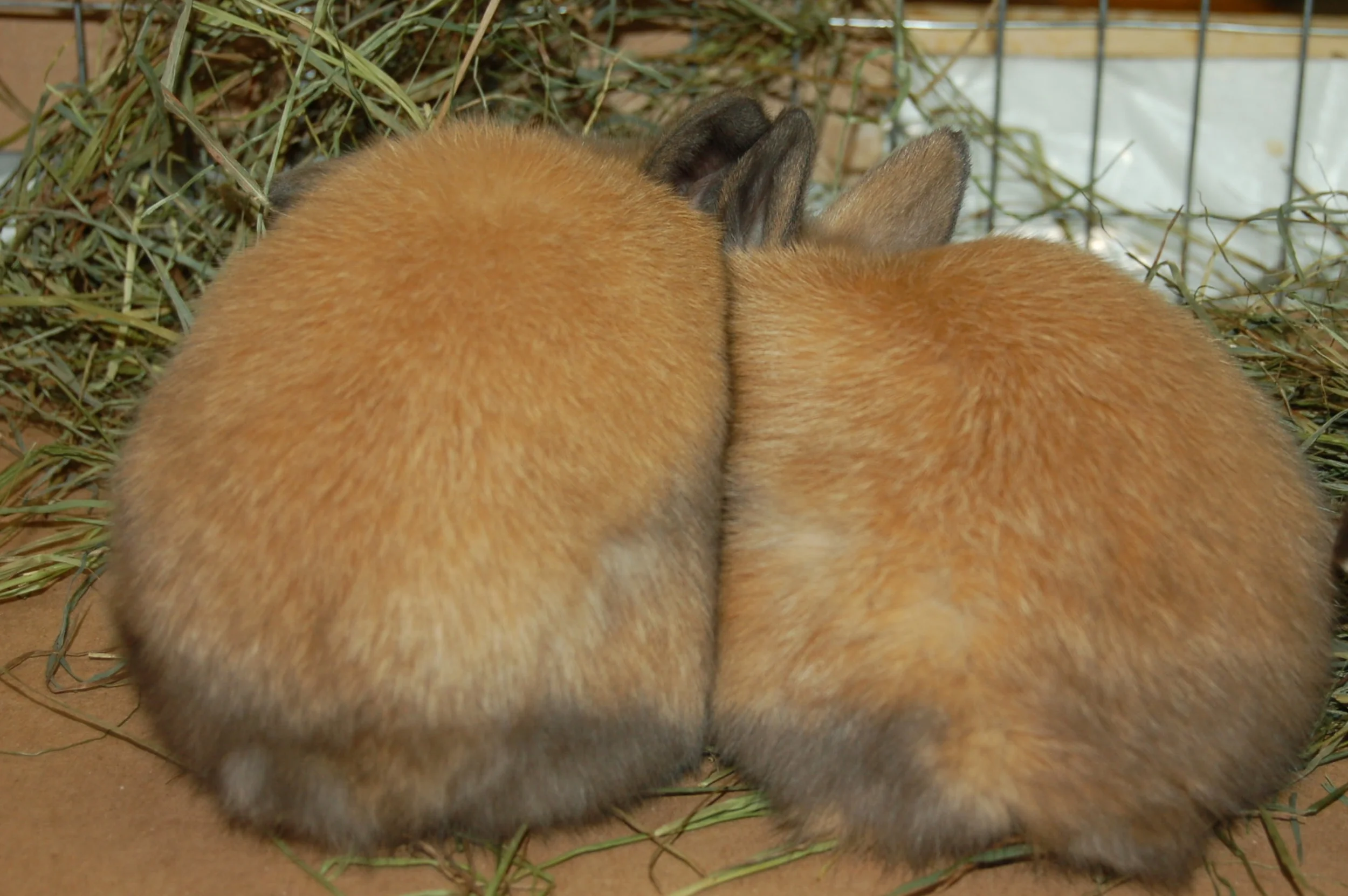 Dealing with Bunny Pee