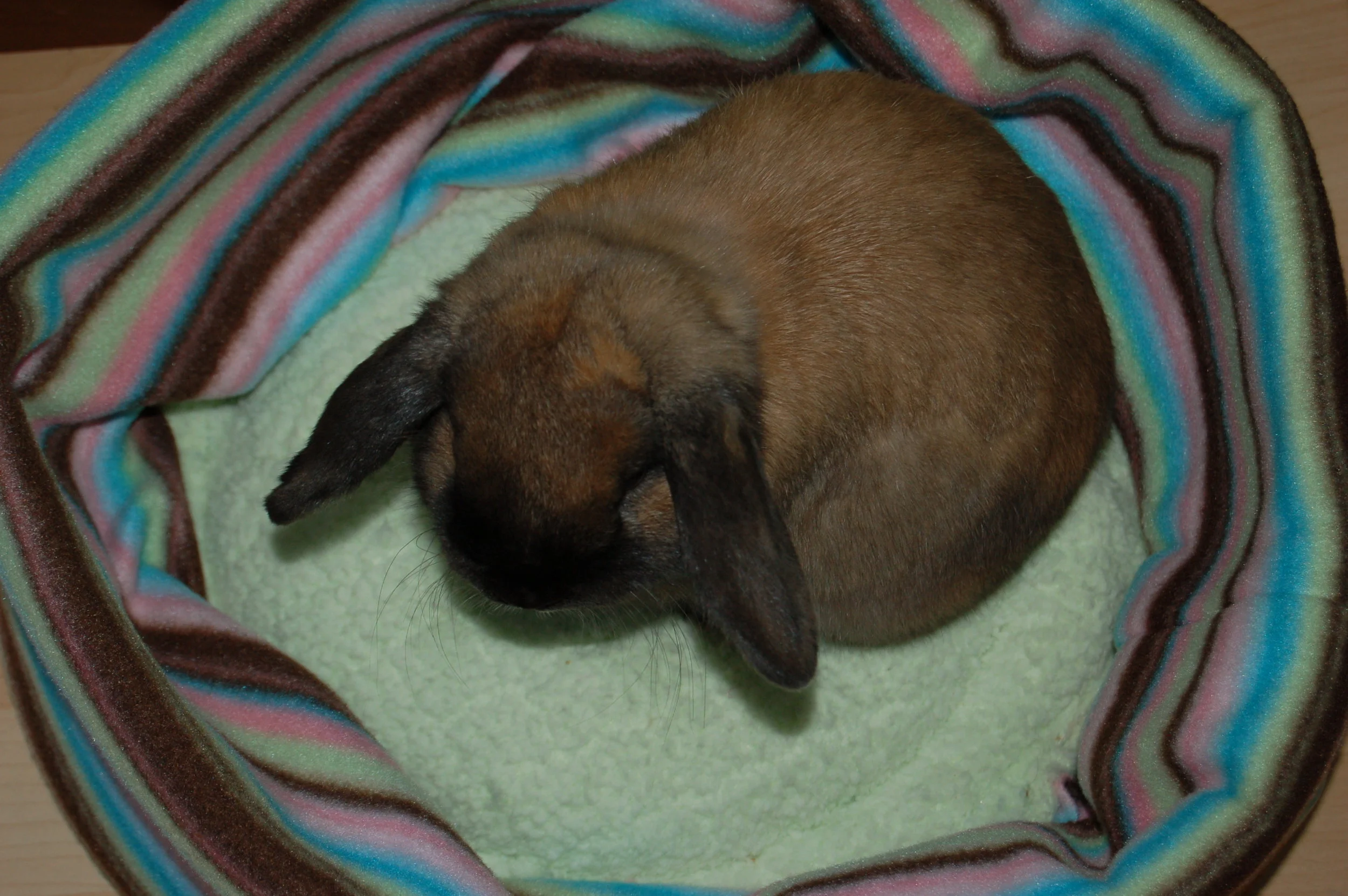 Top 5 Ways to Win Your Bunny's Heart